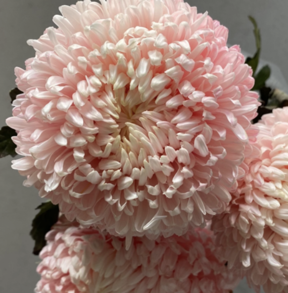 Chrysanthemum Disbud — Profresh Flowers