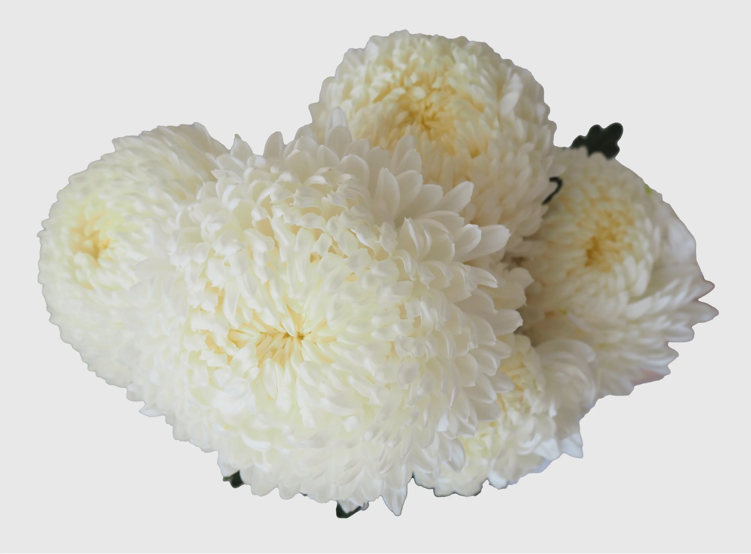 Chrysanthemum Disbud — Profresh Flowers