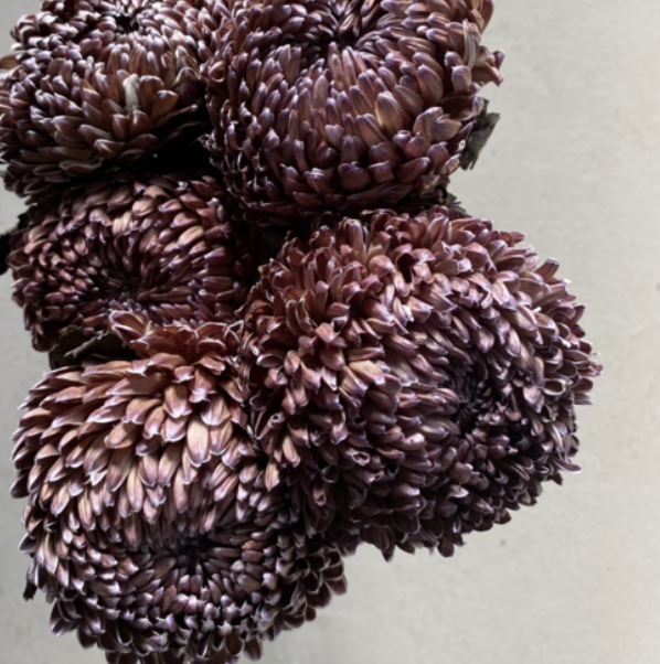 Chrysanthemum Disbud — Profresh Flowers