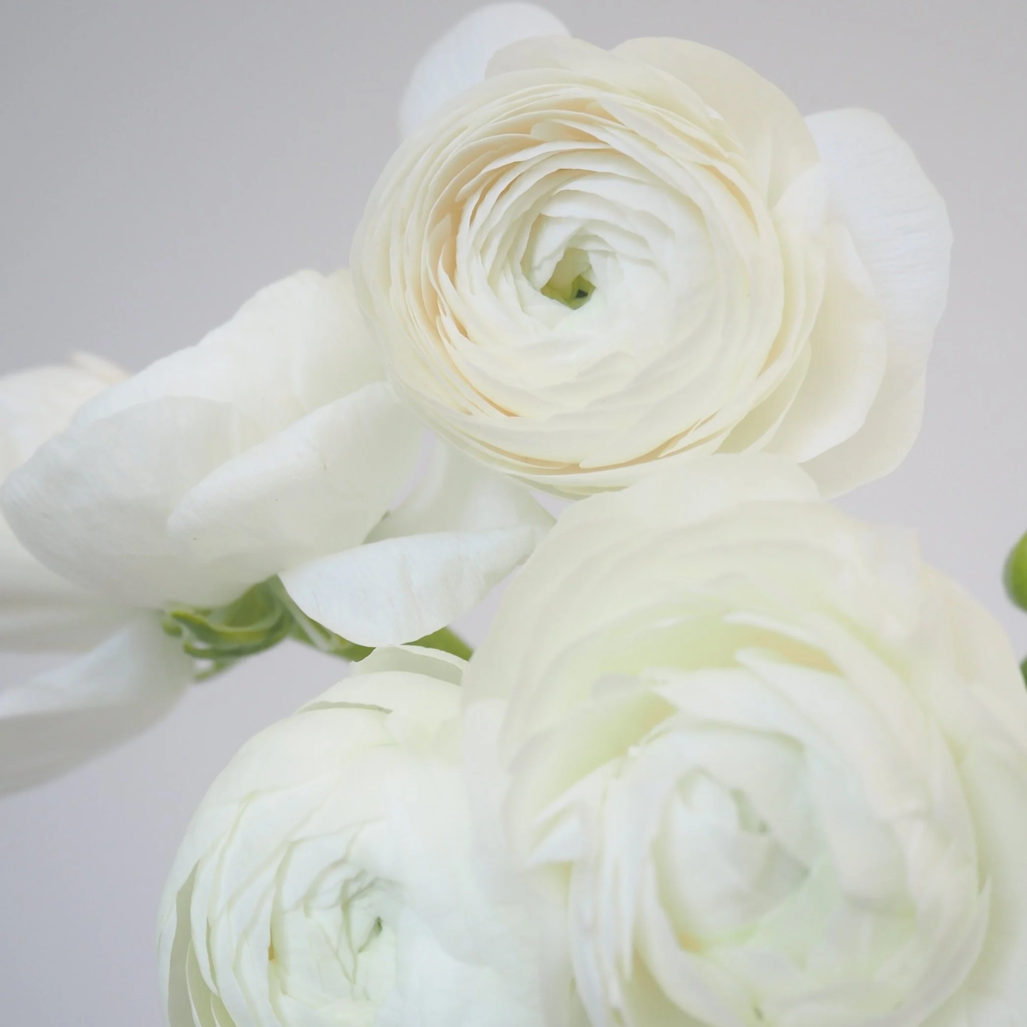 Ranunculus — Profresh Flowers