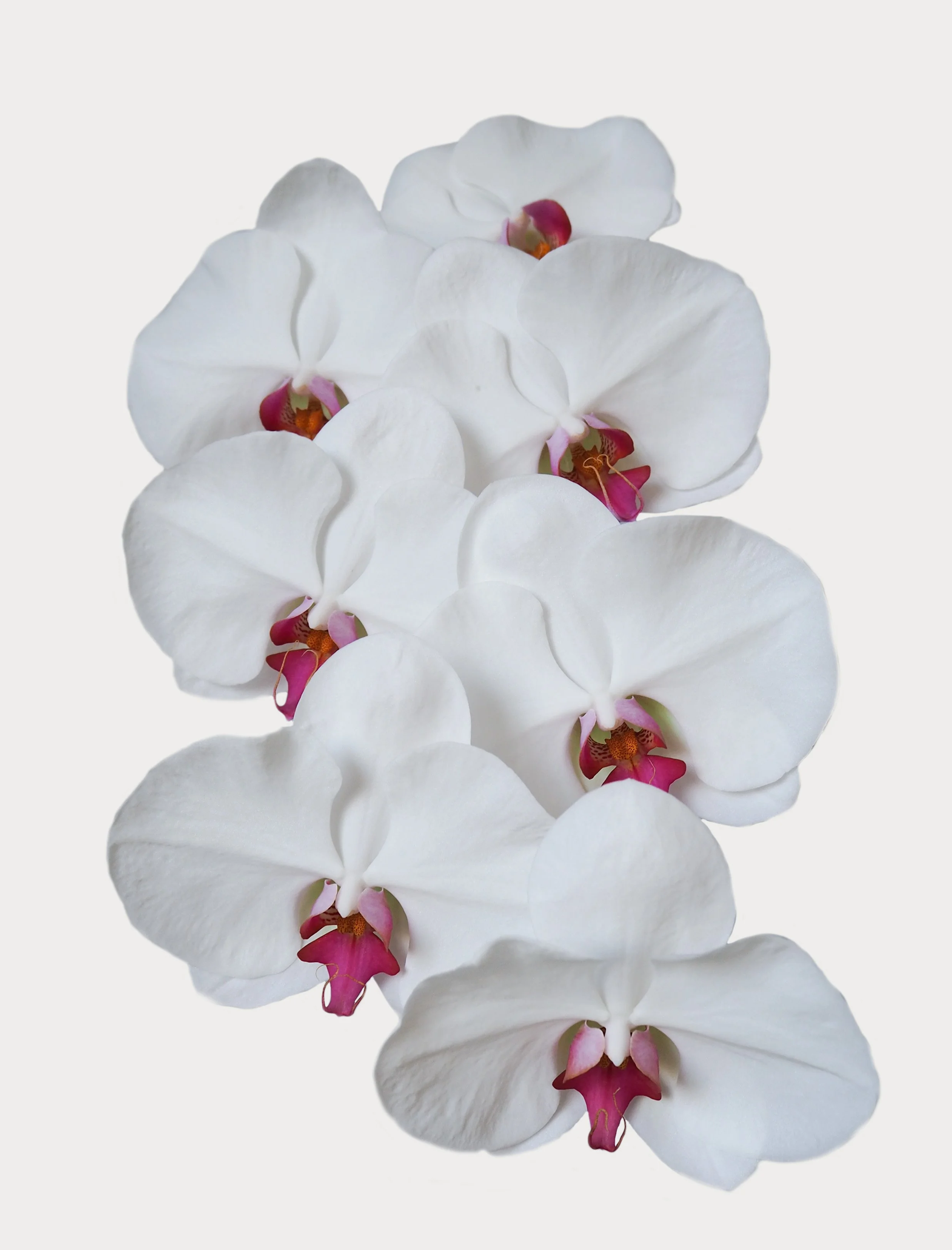 Phalaenopsis — Profresh Flowers