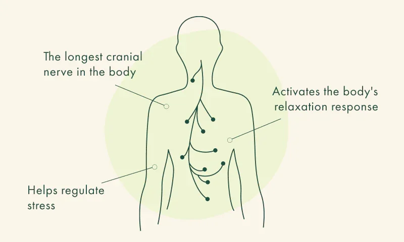 The Vagus Nerve: Your Mind-Body Highway