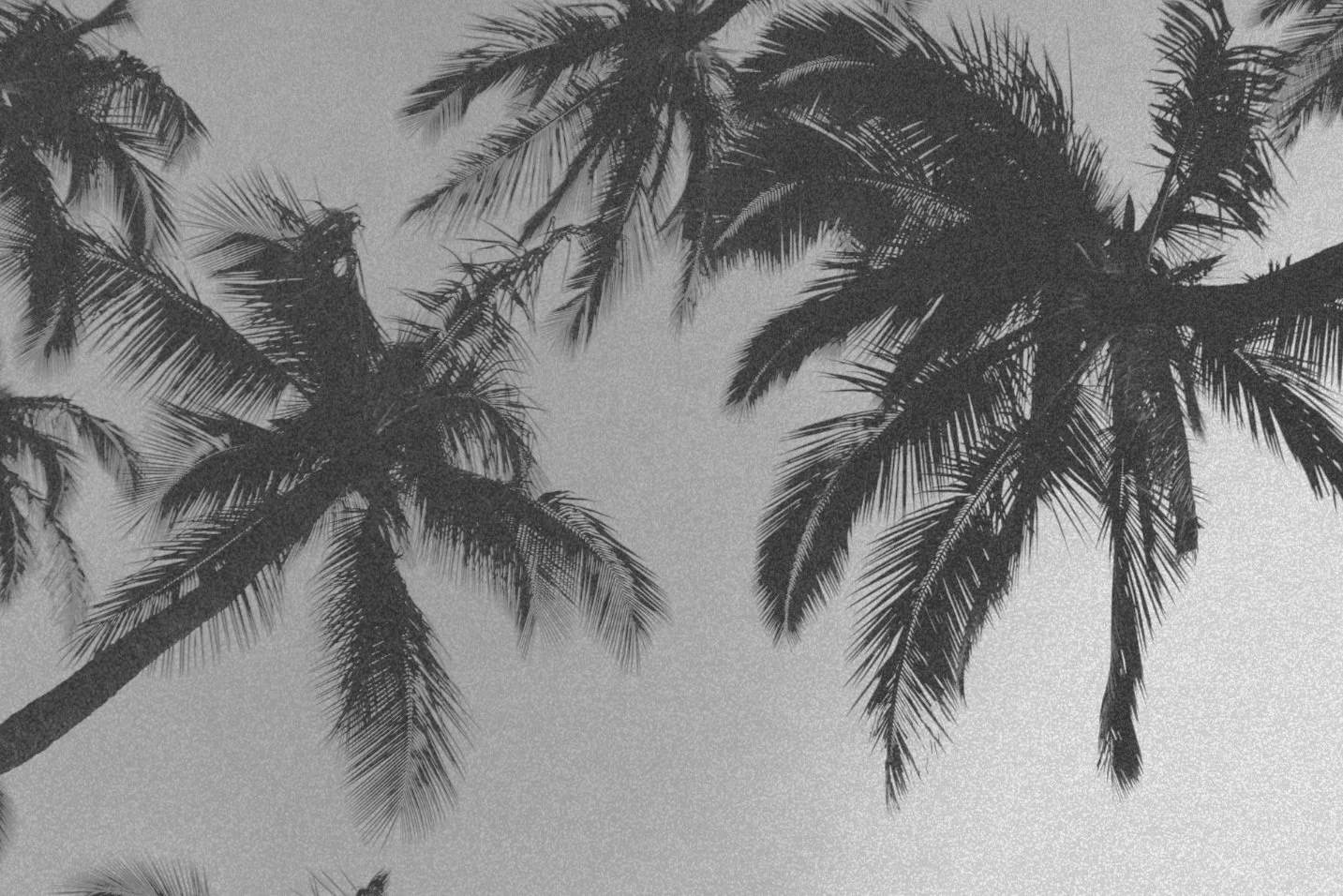 Palm trees, mindful living, Pin Not Paper
