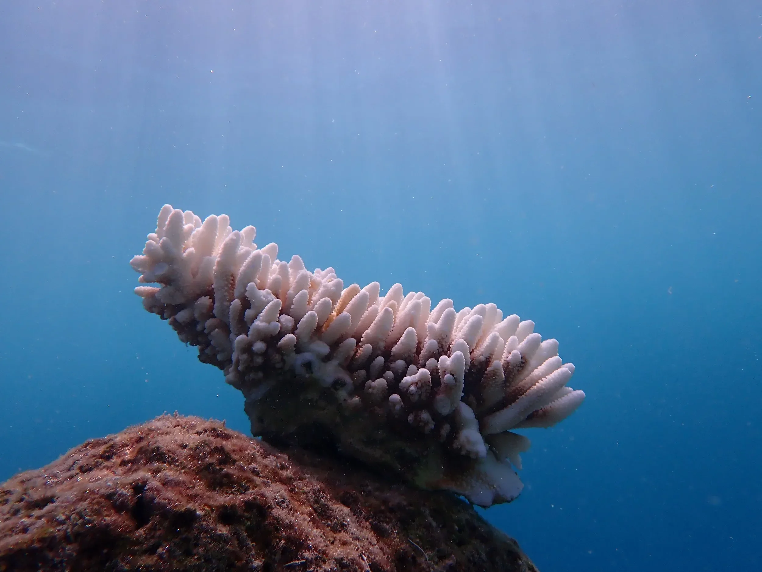 Coral Reefs in Crisis: Insights from the Global Tipping Points Report 2025 