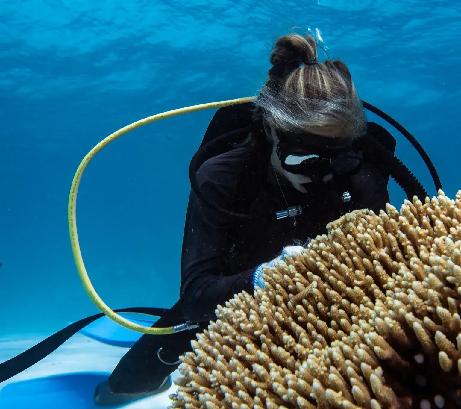 Coral Bleaching Awareness Month – From Crisis to Action