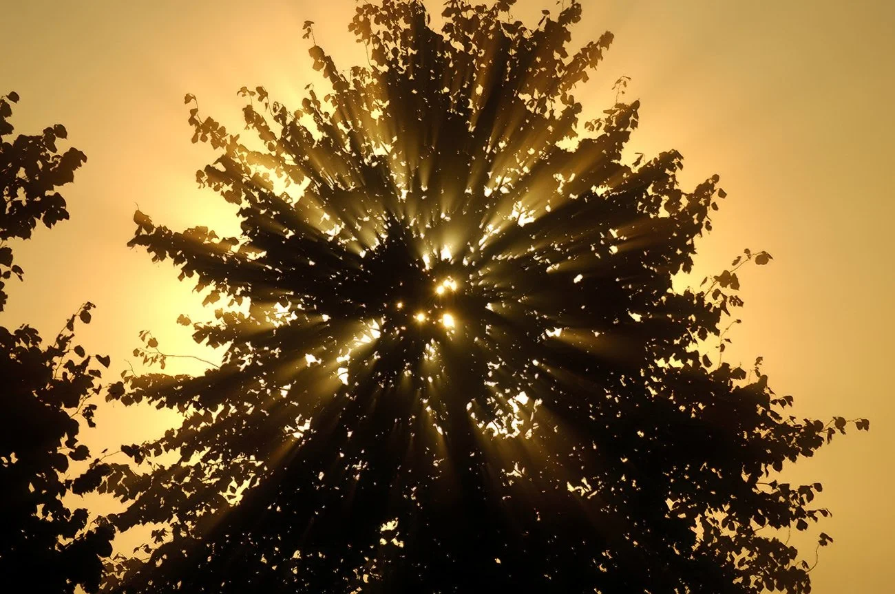 Lichtharp