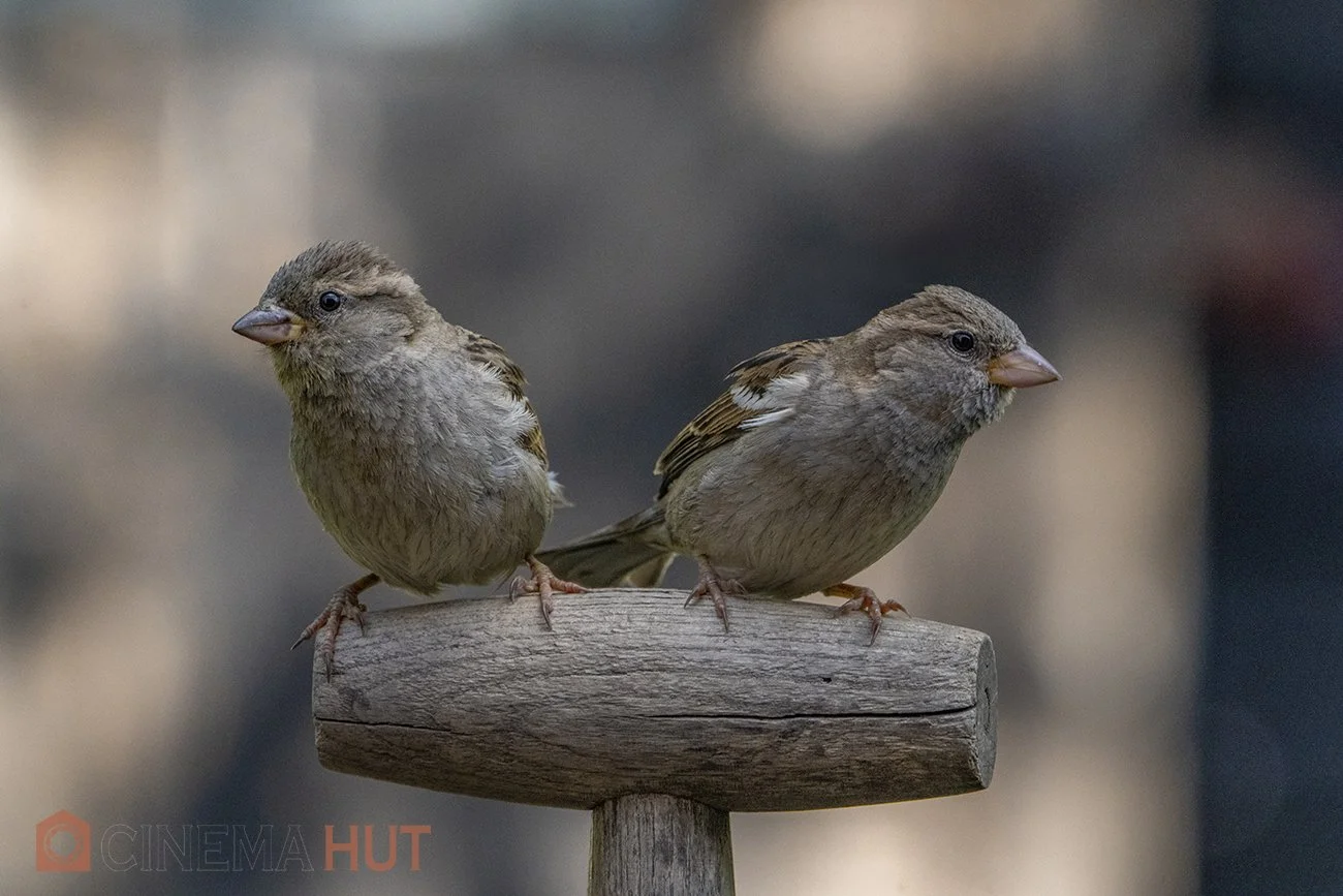 Huismus