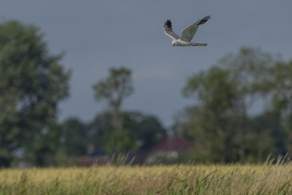 20220708-_DSC5706 steppe kiekendief man.jpg