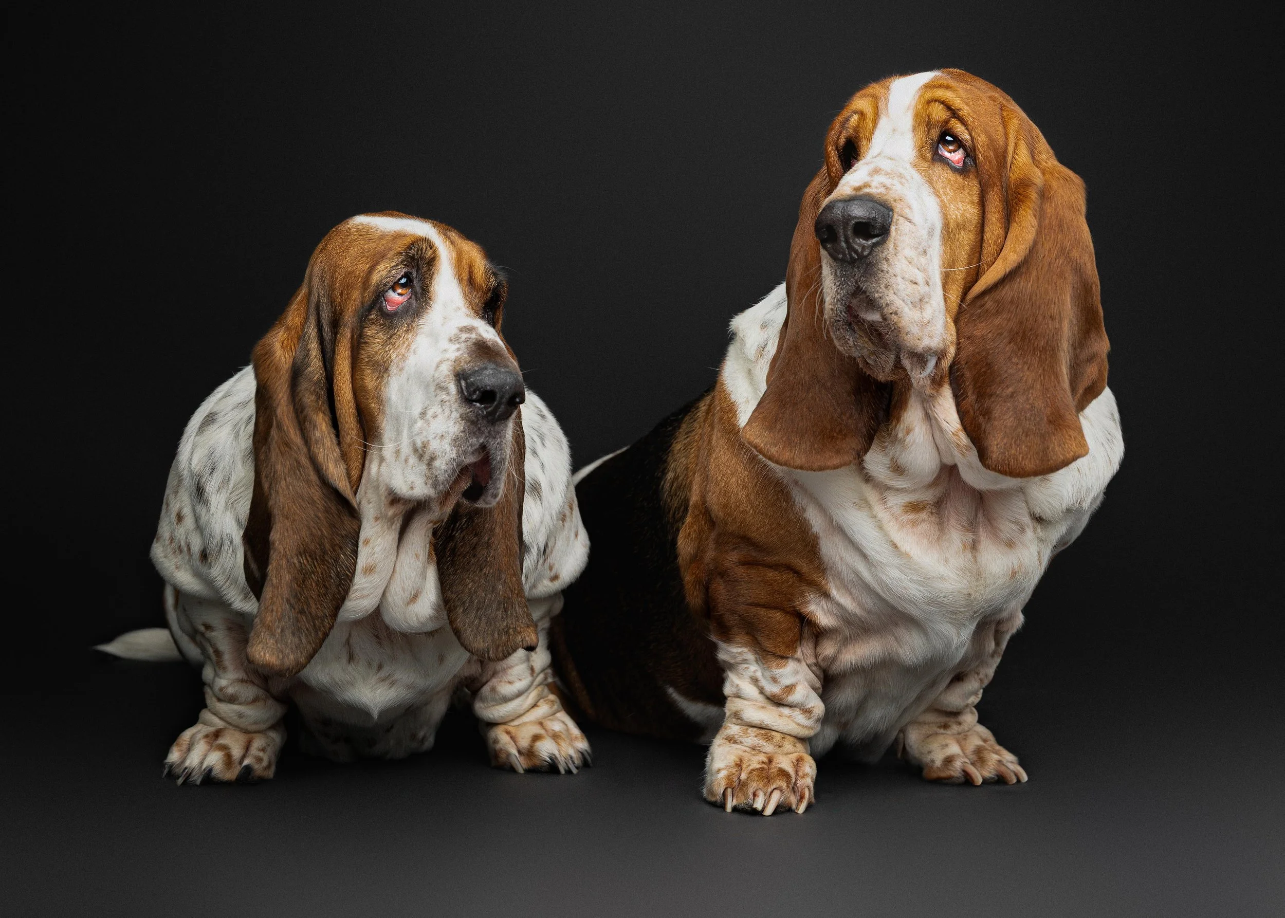 Colleen Tyler Biscottie Olive_Portraits_Jan 2026 (11).jpg