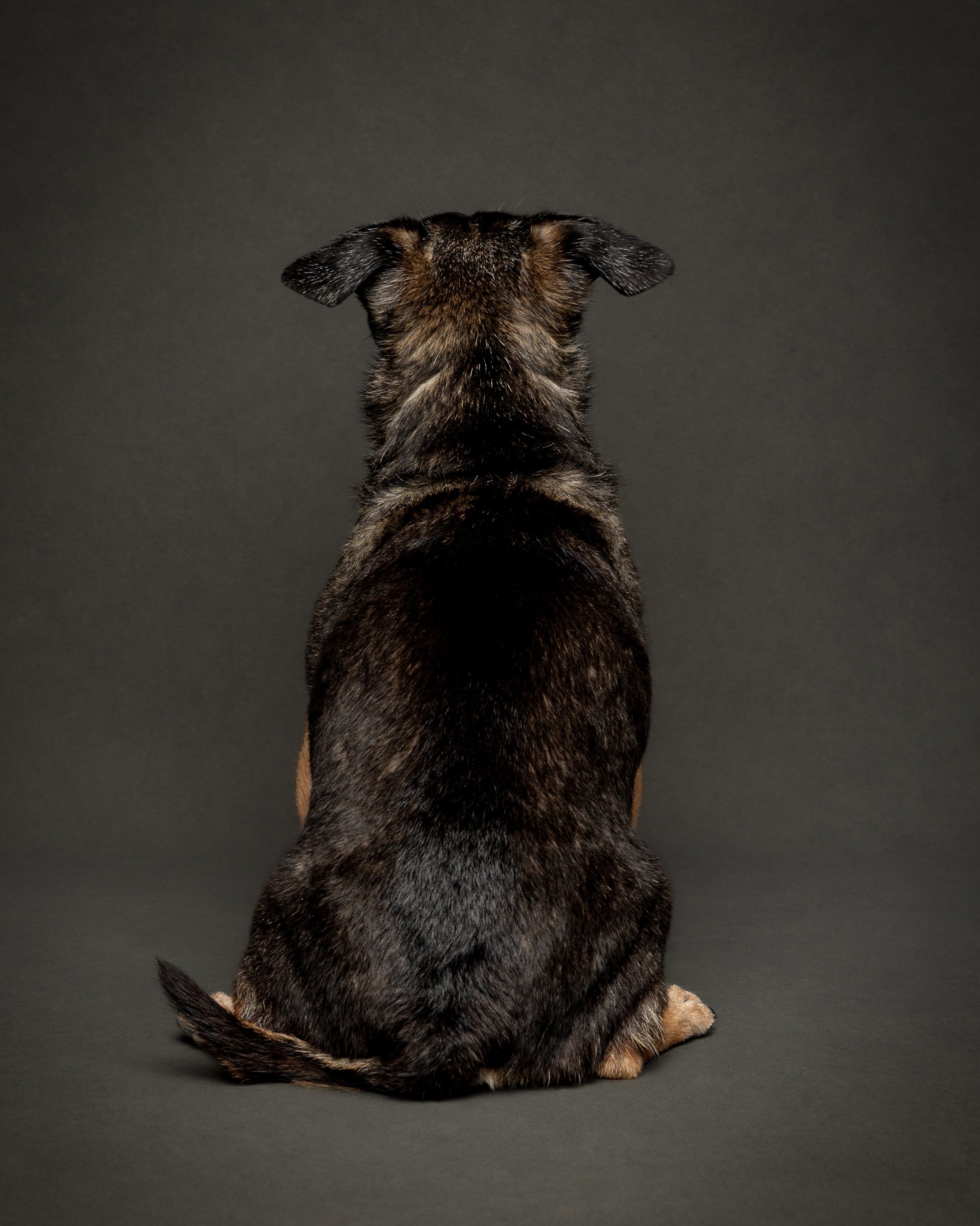 Max_Senior Dog Portrait_Aug 2026_-7.jpg