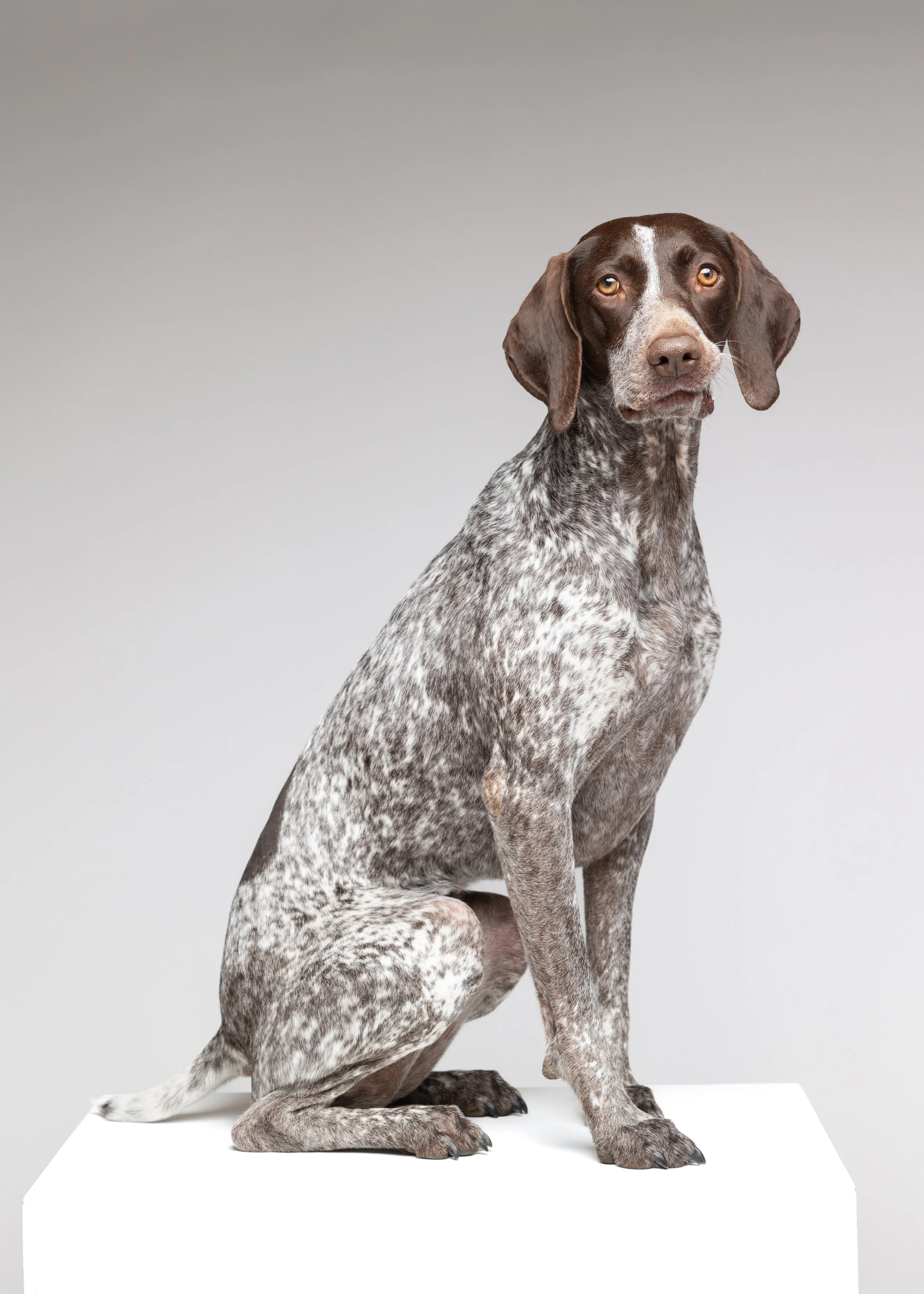 Best Dog Groomers in Morris County New Jersey