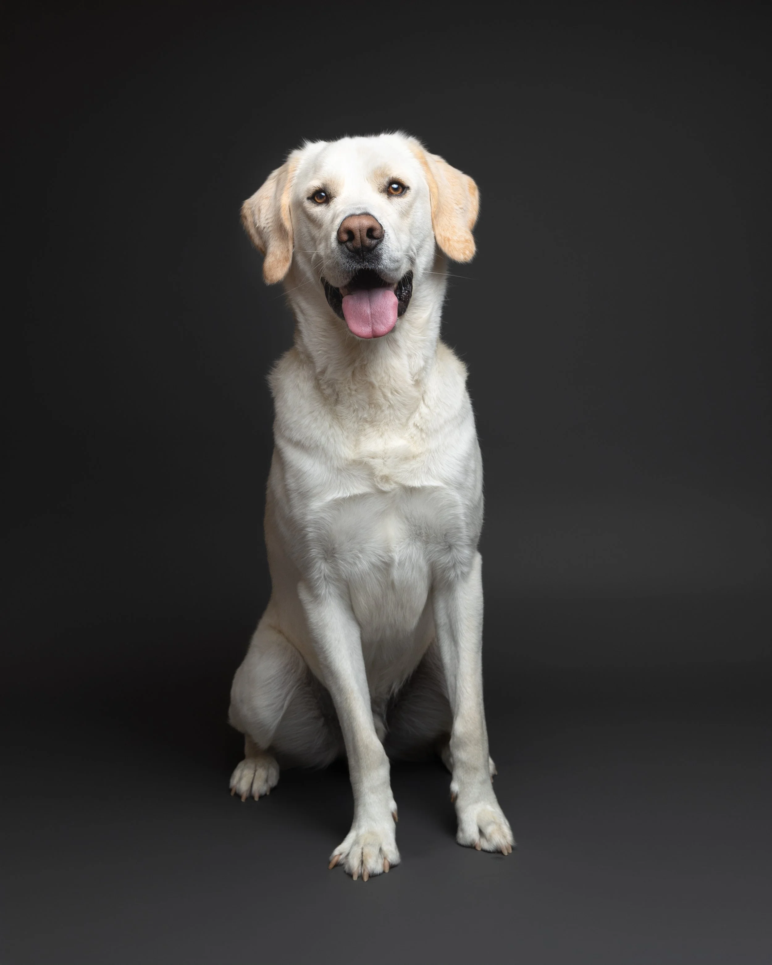 Top Dog Trainers and Puppy Classes in and around Morristown, NJ