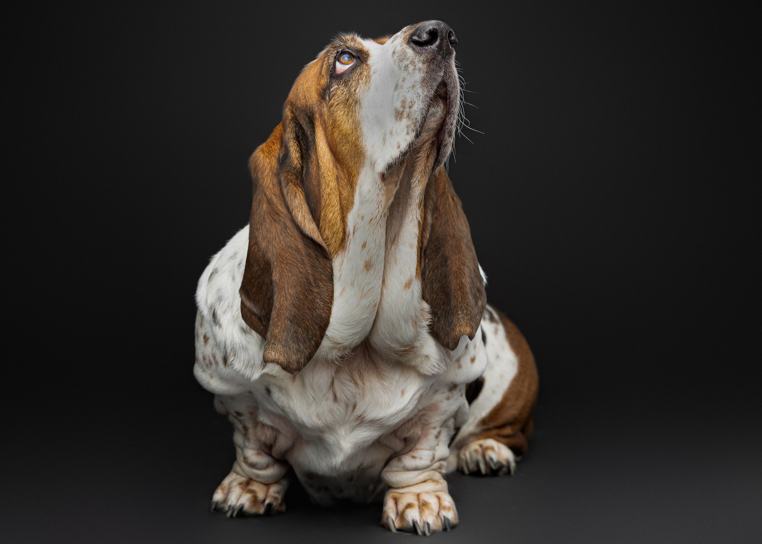 Colleen Tyler Biscottie Olive_Portraits_Jan 2026 (5).jpg