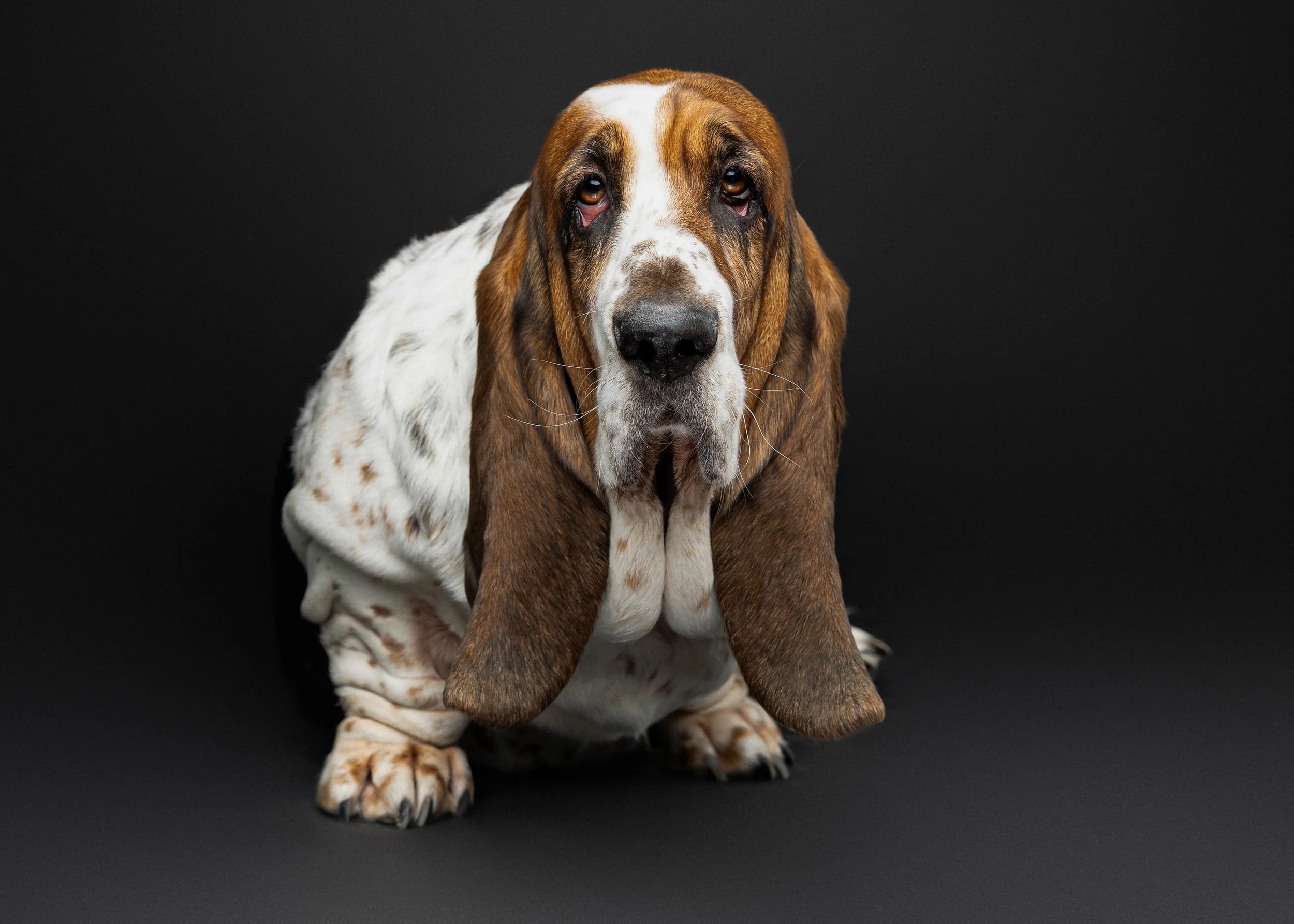 Colleen Tyler Biscottie Olive_Portraits_Jan 2026 (7).jpg