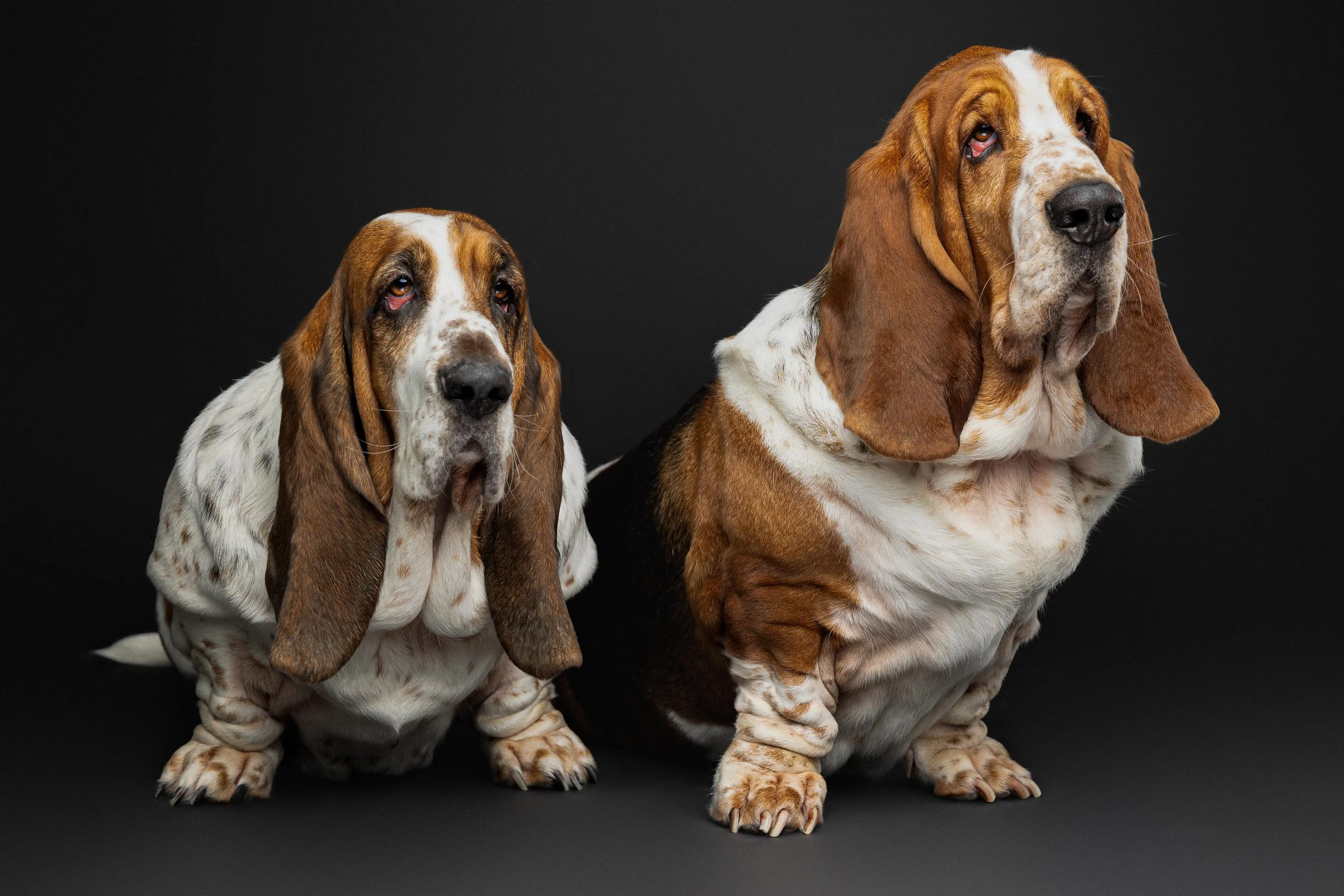 Colleen Tyler Biscottie Olive_Portraits_Jan 2026 (12).jpg