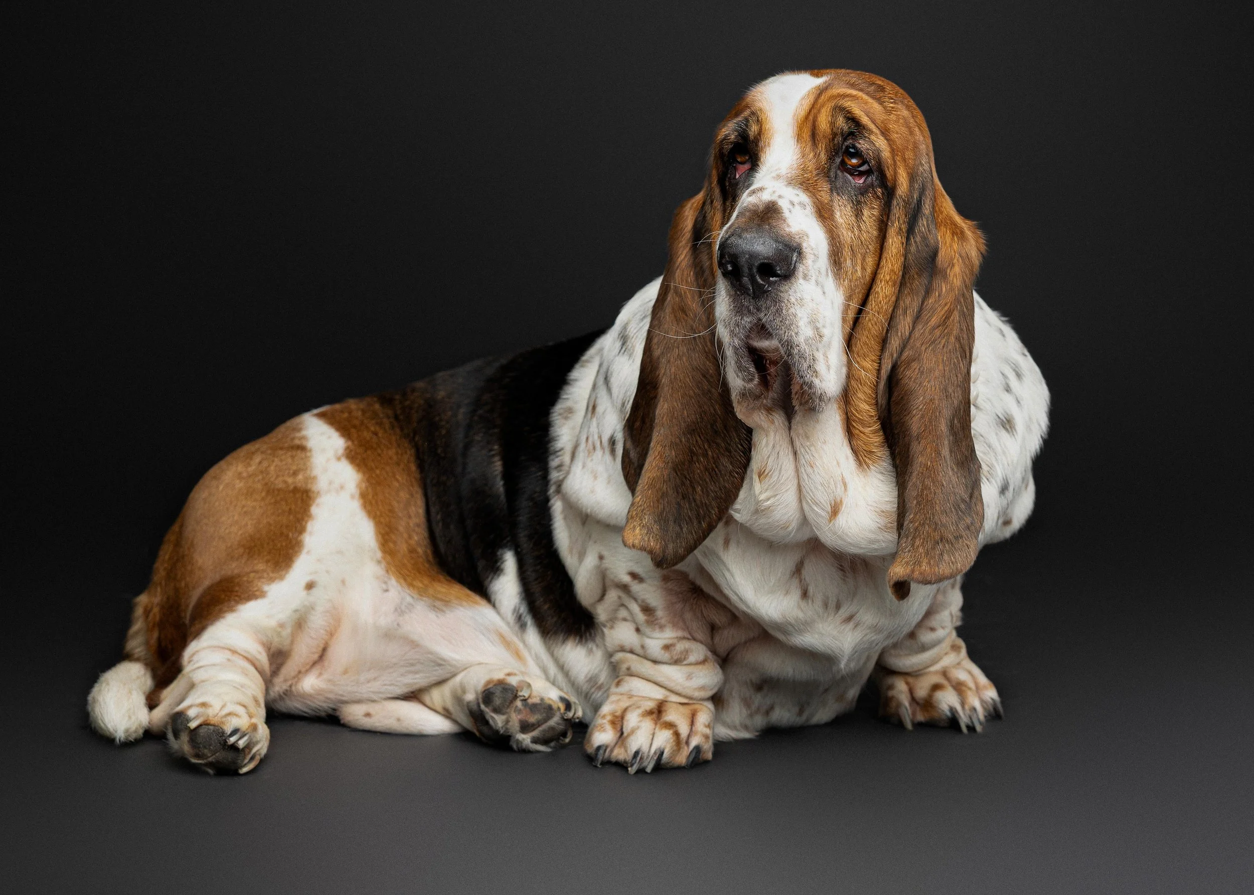 Colleen Tyler Biscottie Olive_Portraits_Jan 2026 (14).jpg