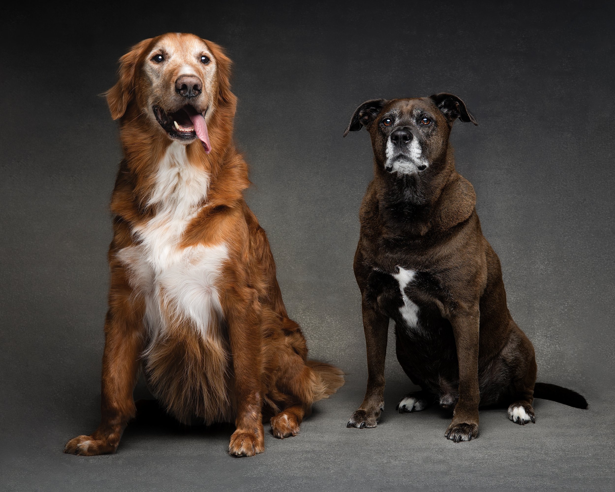 Shady & Deacon_Dog Portraits_May 2026-5.jpg