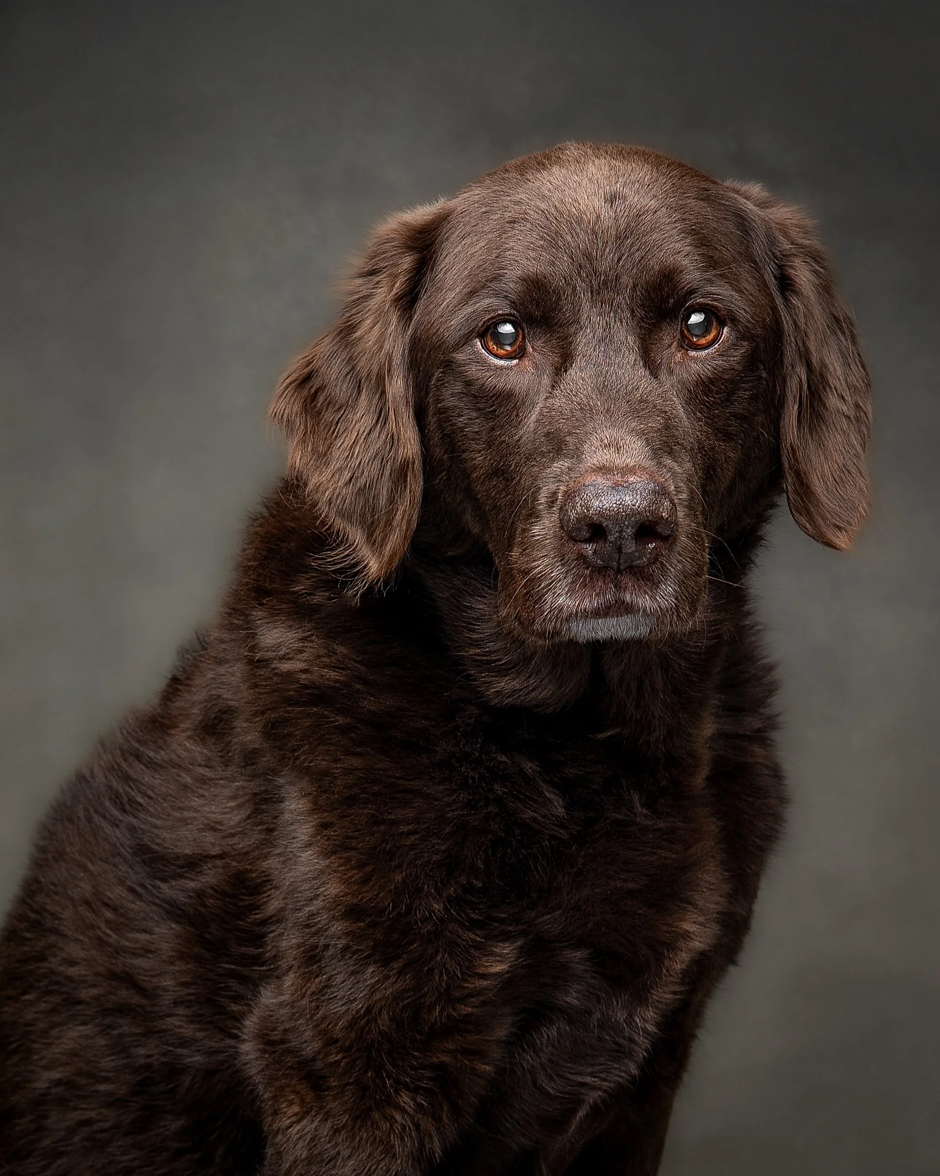Trevor_Pet Portraits_Jun 2026 (2 of 5).jpg