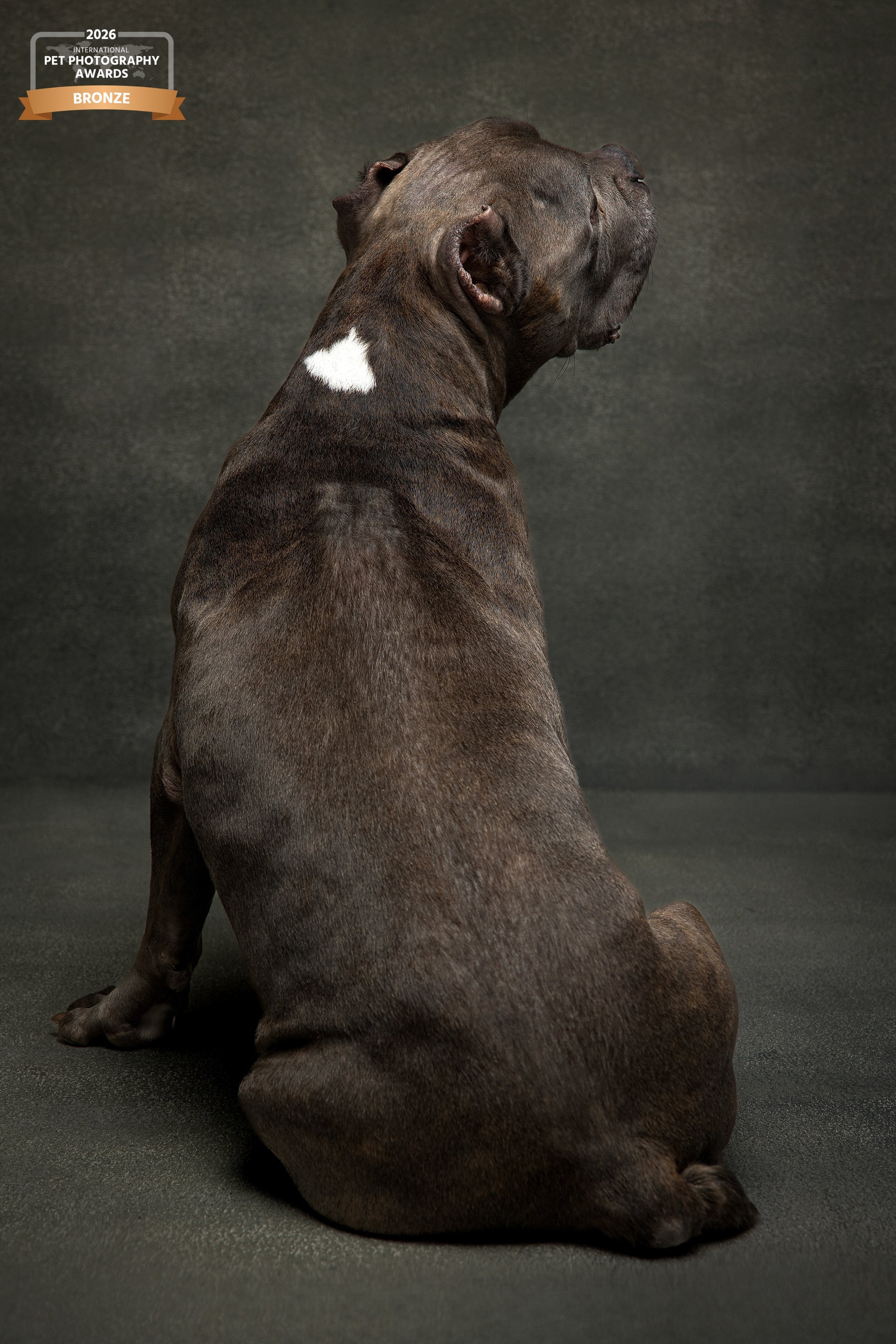 Stephanie Blum Photography Wins Two Bronze Awards in the 2026 International Pet Photography Awards 