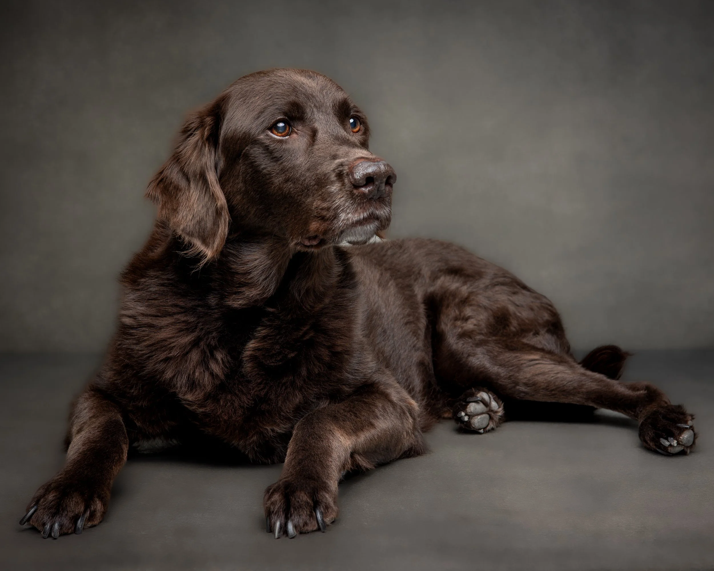Trevor_Pet Portraits_Jun 2026 (5 of 5).jpg