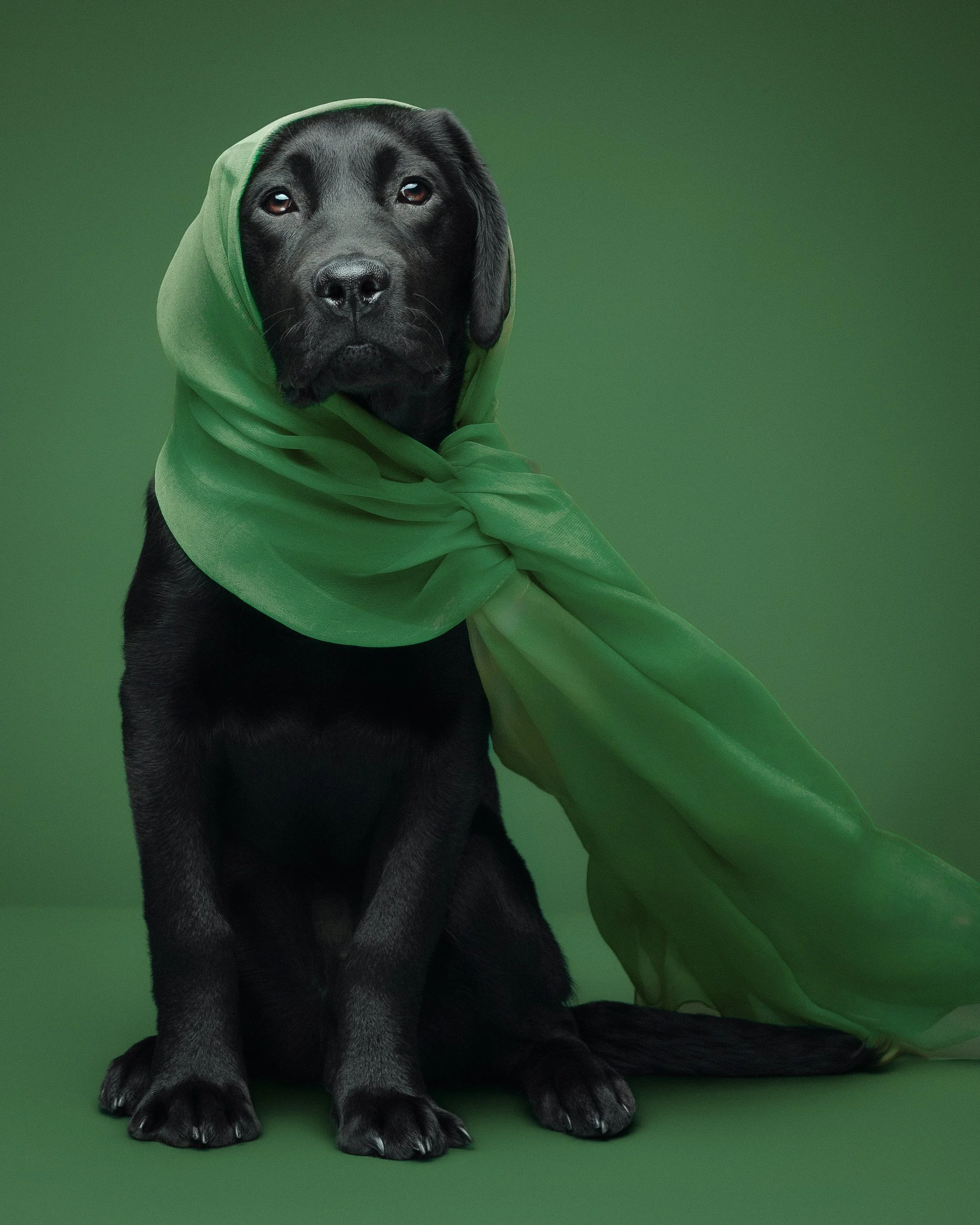 Inky Pet Photographer New Jersey  (6).jpg