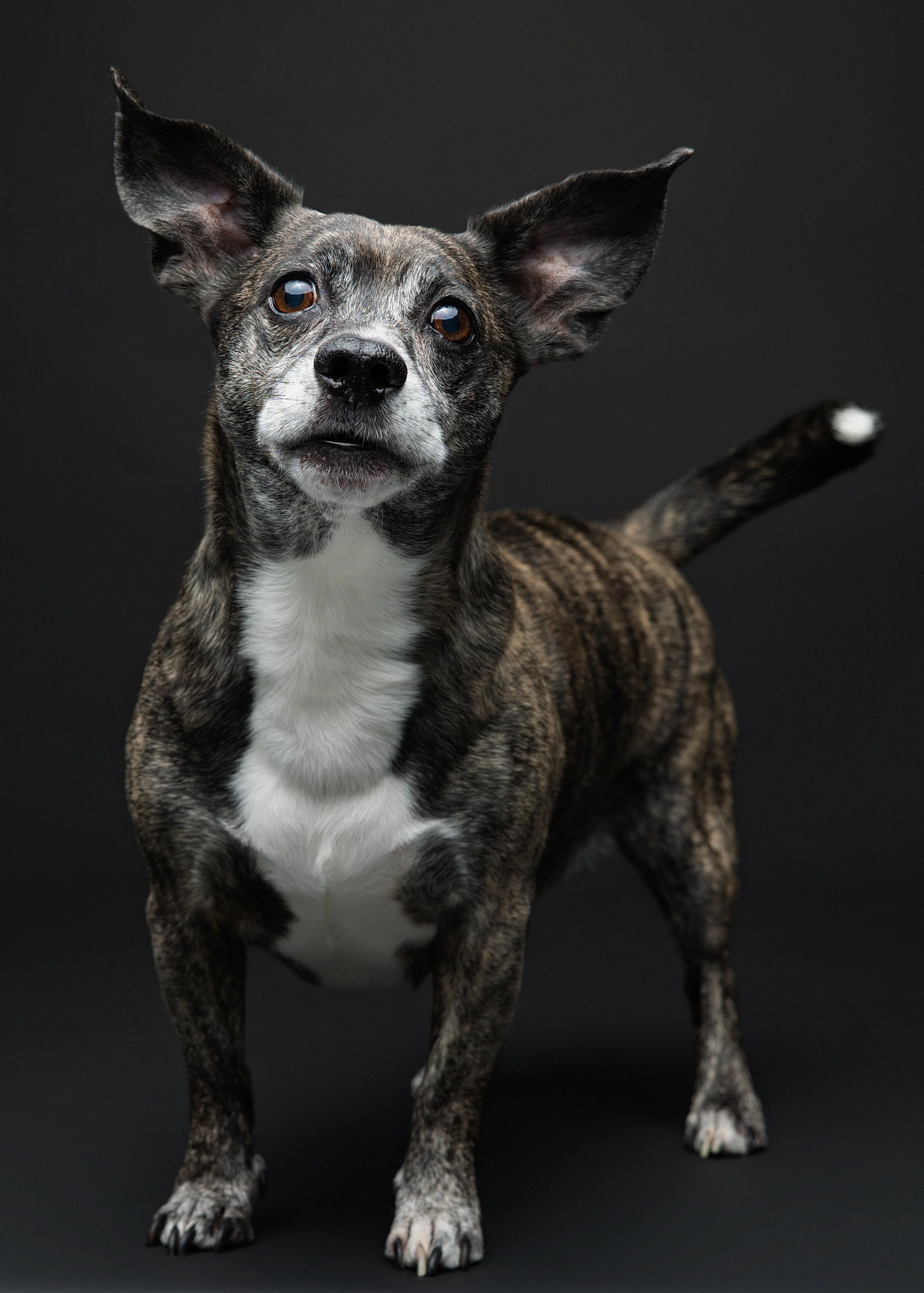 A small dog with a brindle coat and large ears standing on a black background.