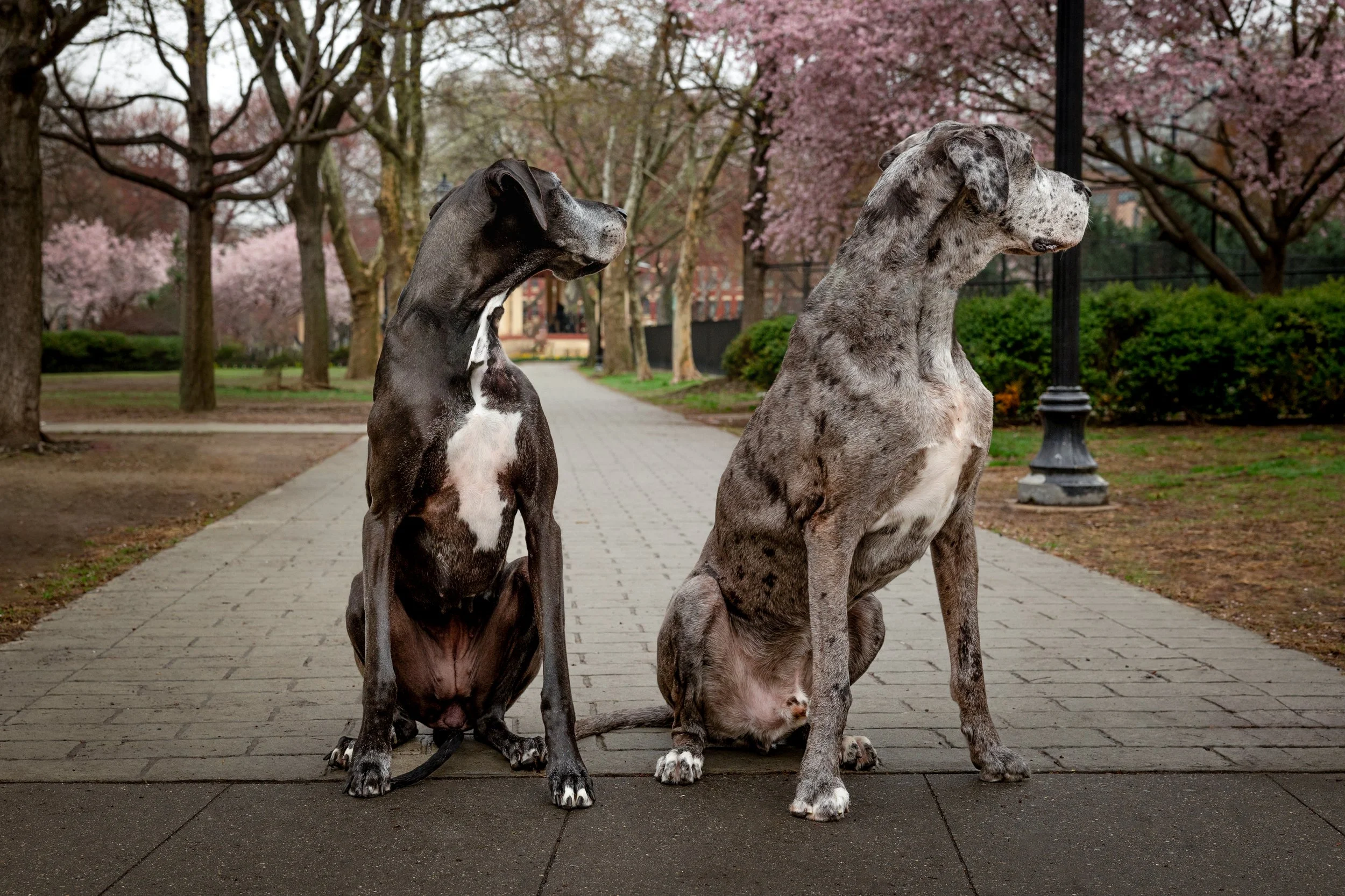 Two Great Dane dogs sitting side by side on a park pathway with blooming cherry blossom trees in the background.