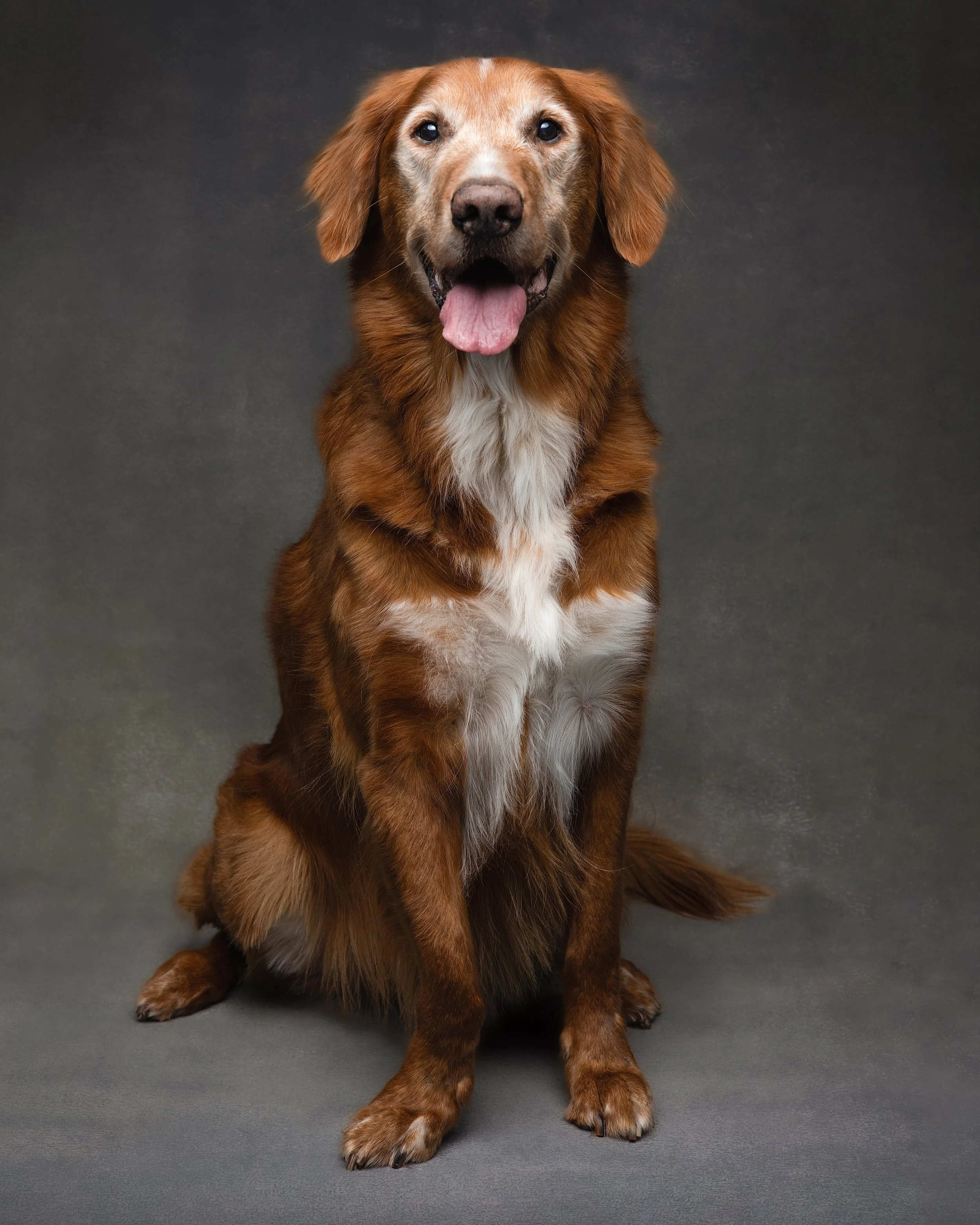 A happy mixed-breed dog with brown fur, white patch on chest, and floppy ears sitting on a dark gray background with its tongue out.