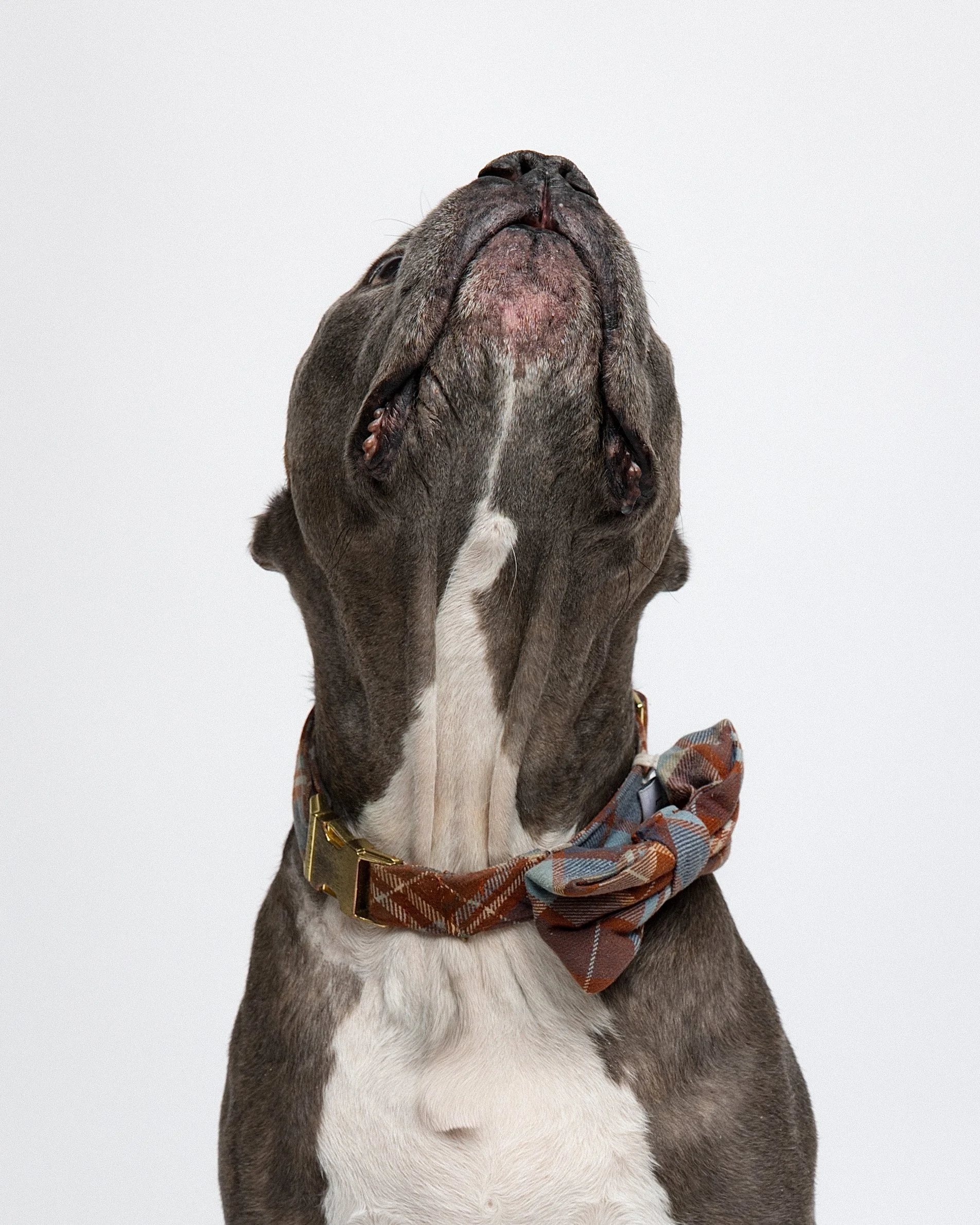 A dog with a gray and white coat wearing a plaid bow tie collar, looking upward with a neutral background.