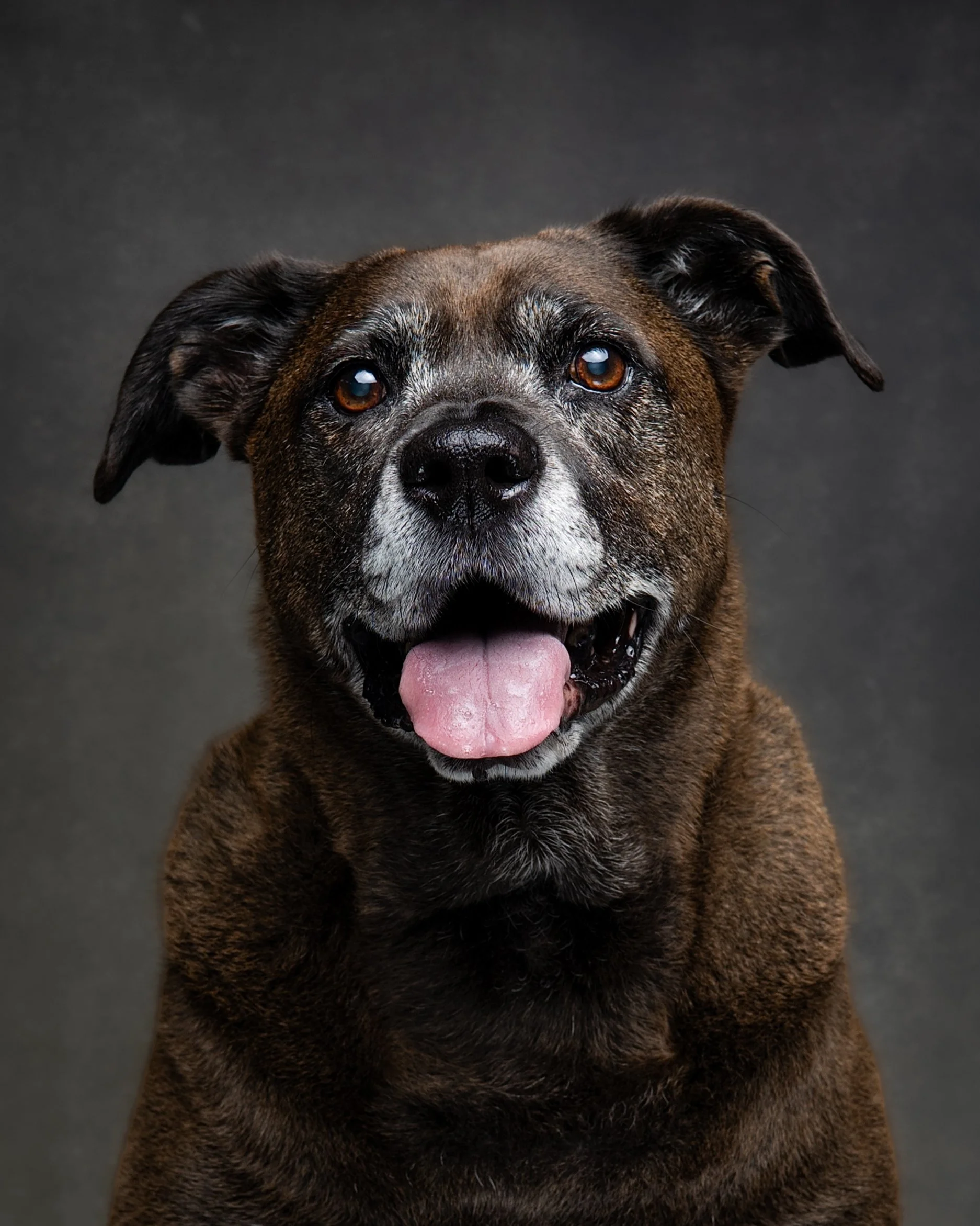 Shady & Deacon_Dog Portraits_May 2026-3.jpg