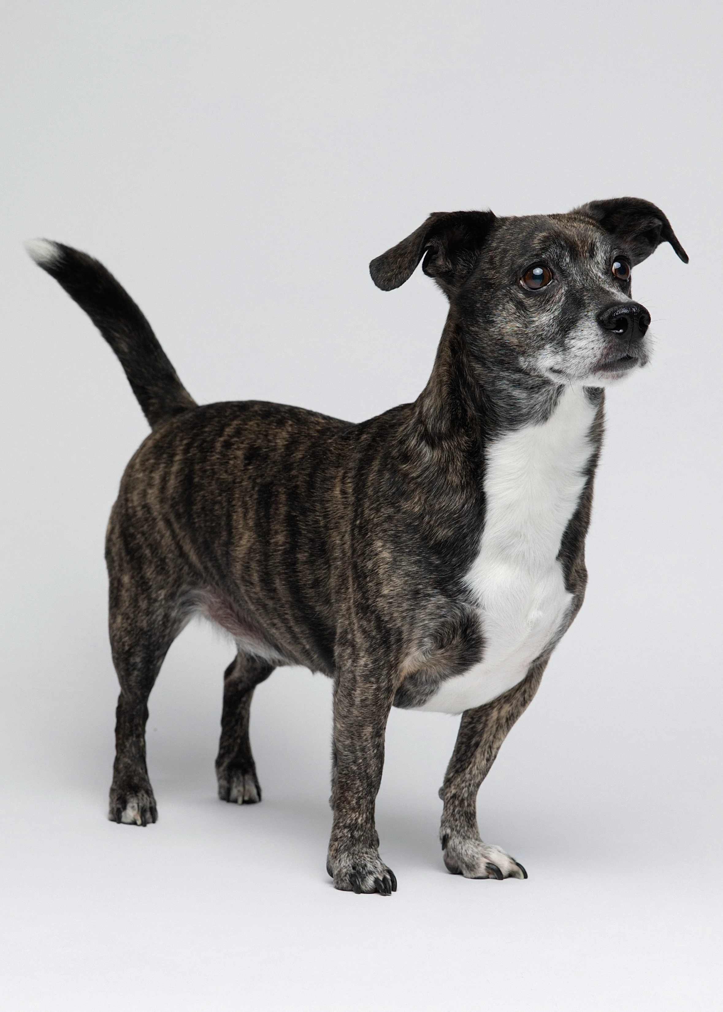 A small, brindle-colored dog with a white chest and paws, standing on a plain gray background, looking slightly to the right.
