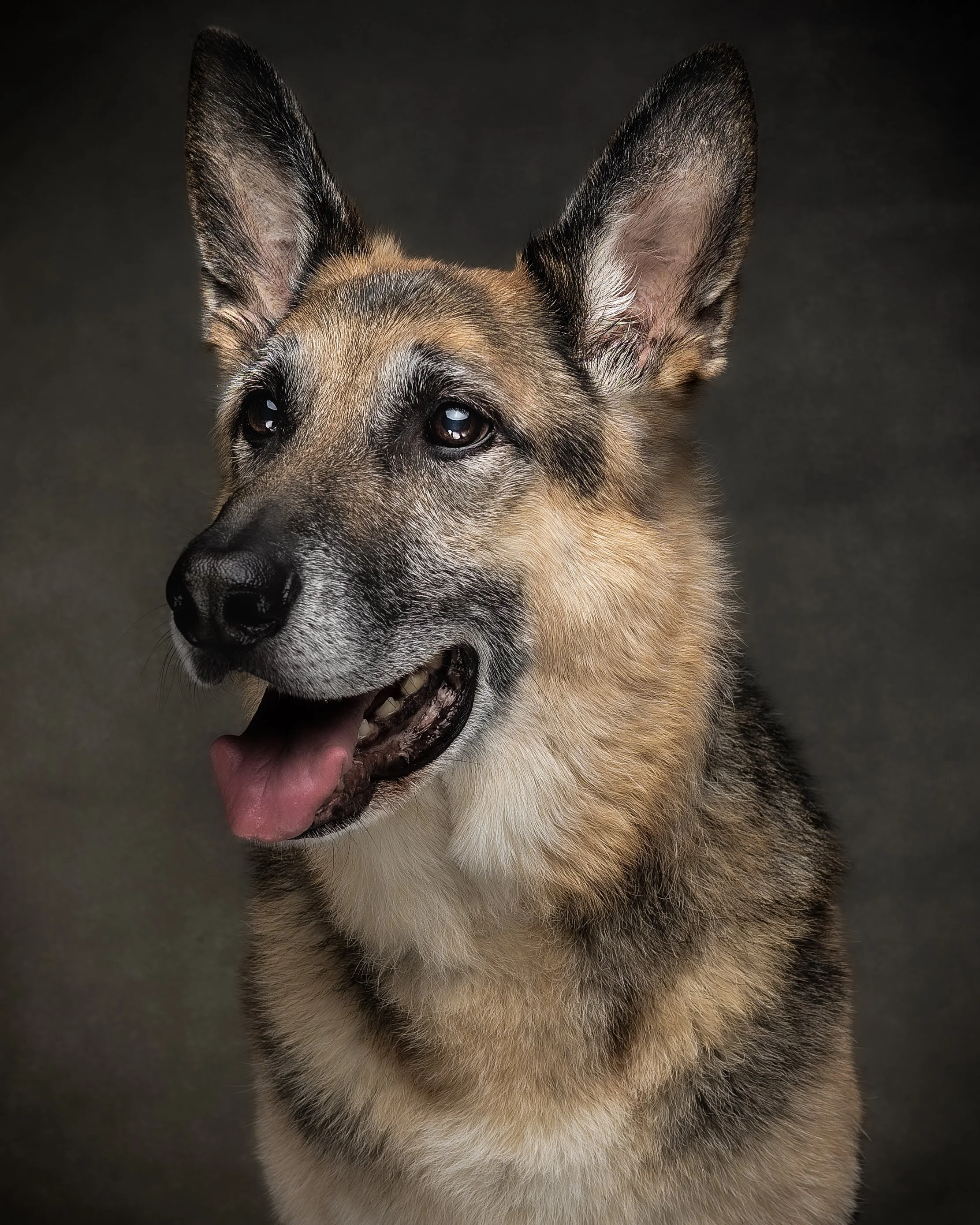 Jeter_Senior Dog Portrait_Jun 2026-2.jpg