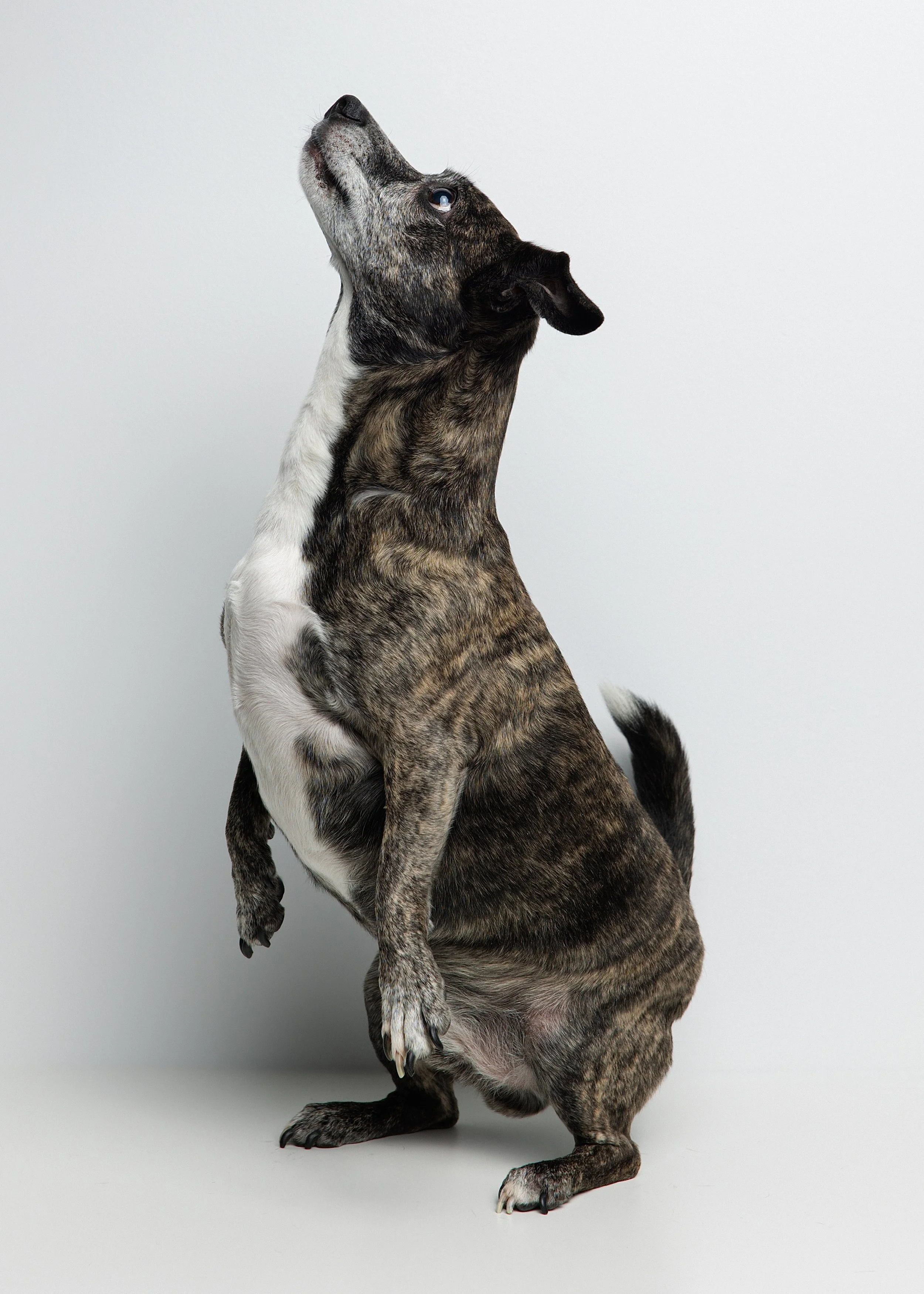 A dog standing on its hind legs with its head tilted upward in front of a plain gray background.