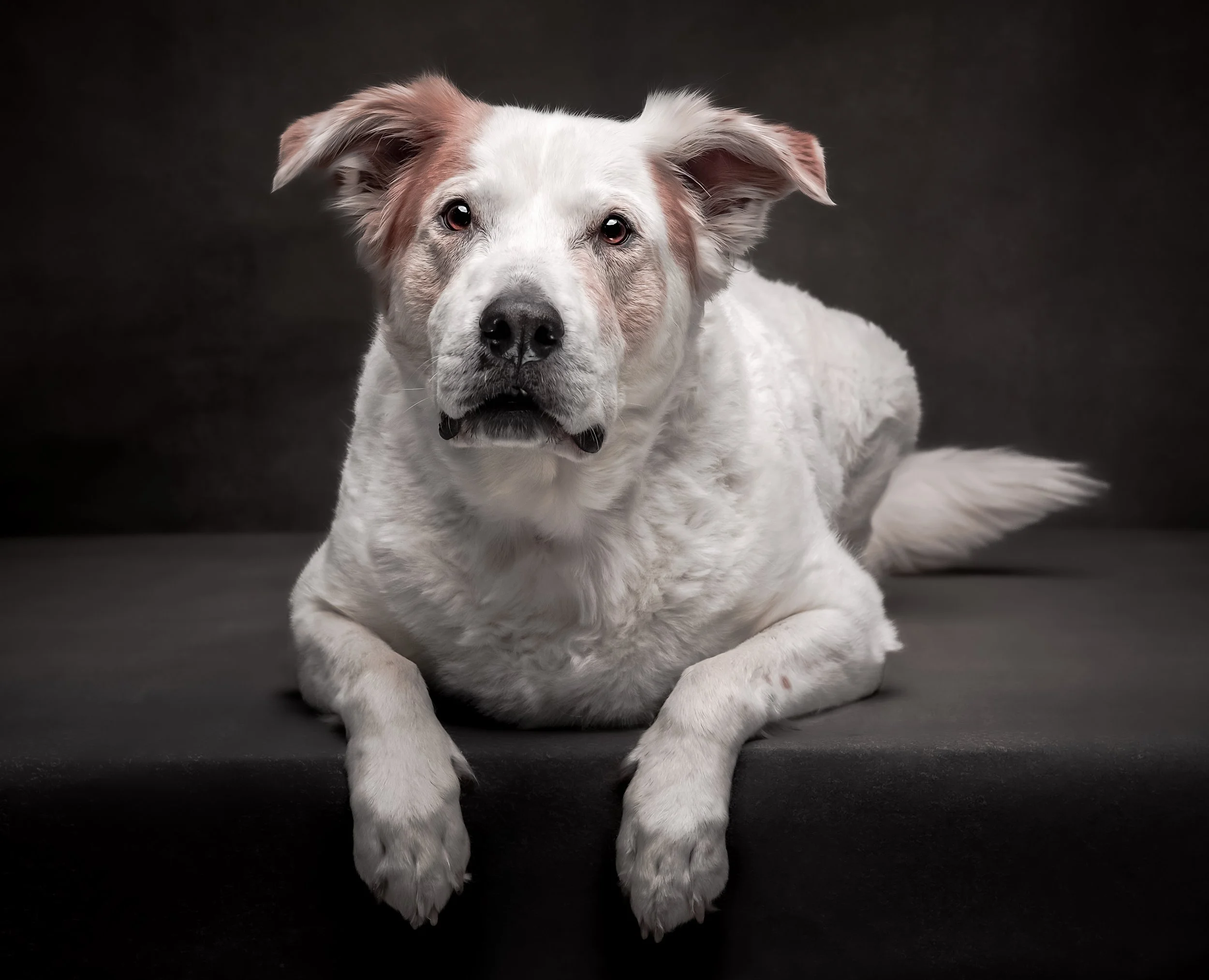 Close-up of a white dog with light brown patches, lying down on a dark background.
