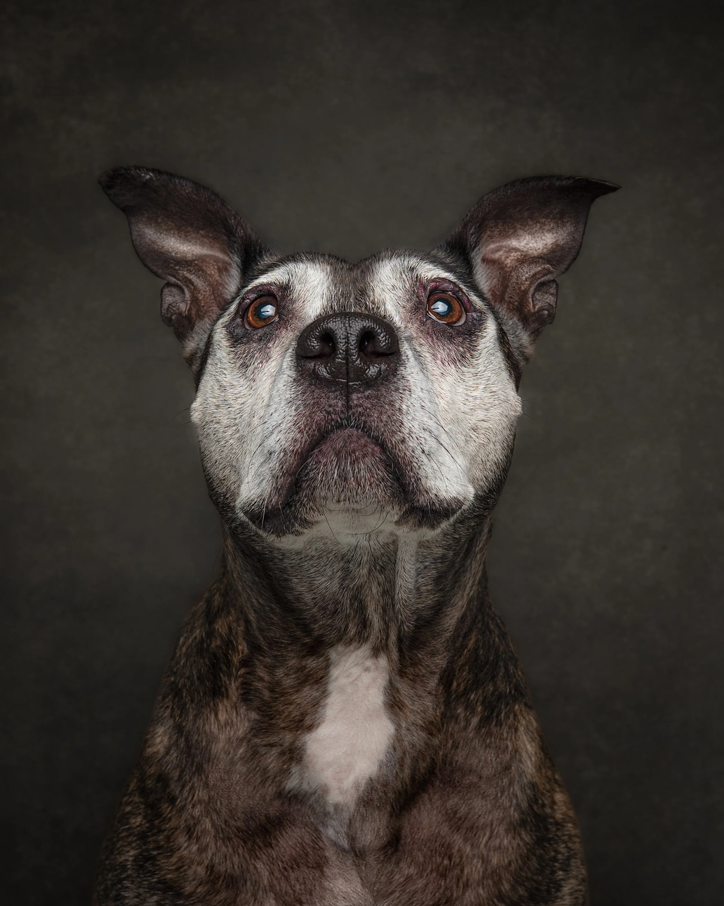 Puzzle_Dog Portraits_Jun 2026_-2.jpg