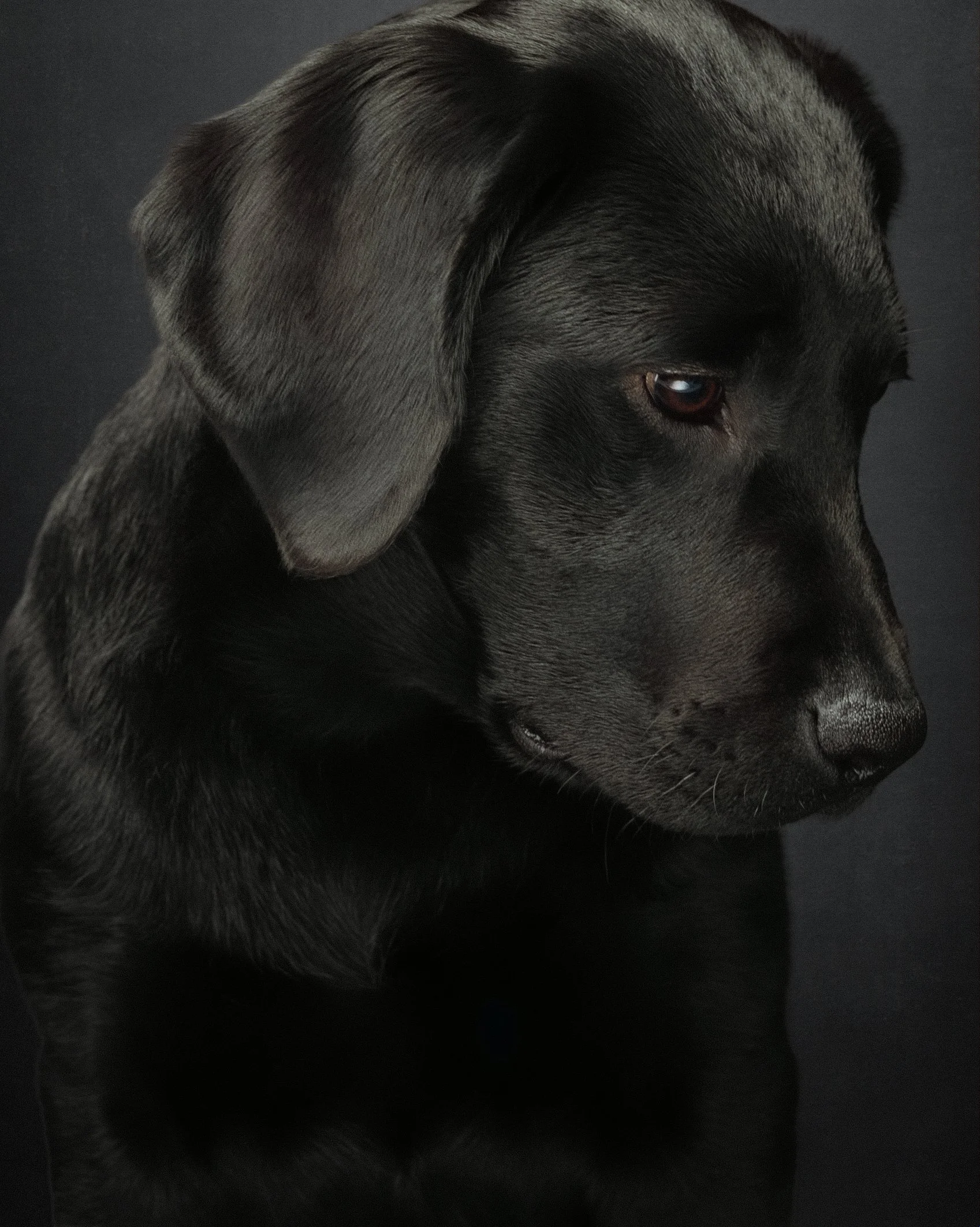 Inky Pet Photographer New Jersey  (13).jpg