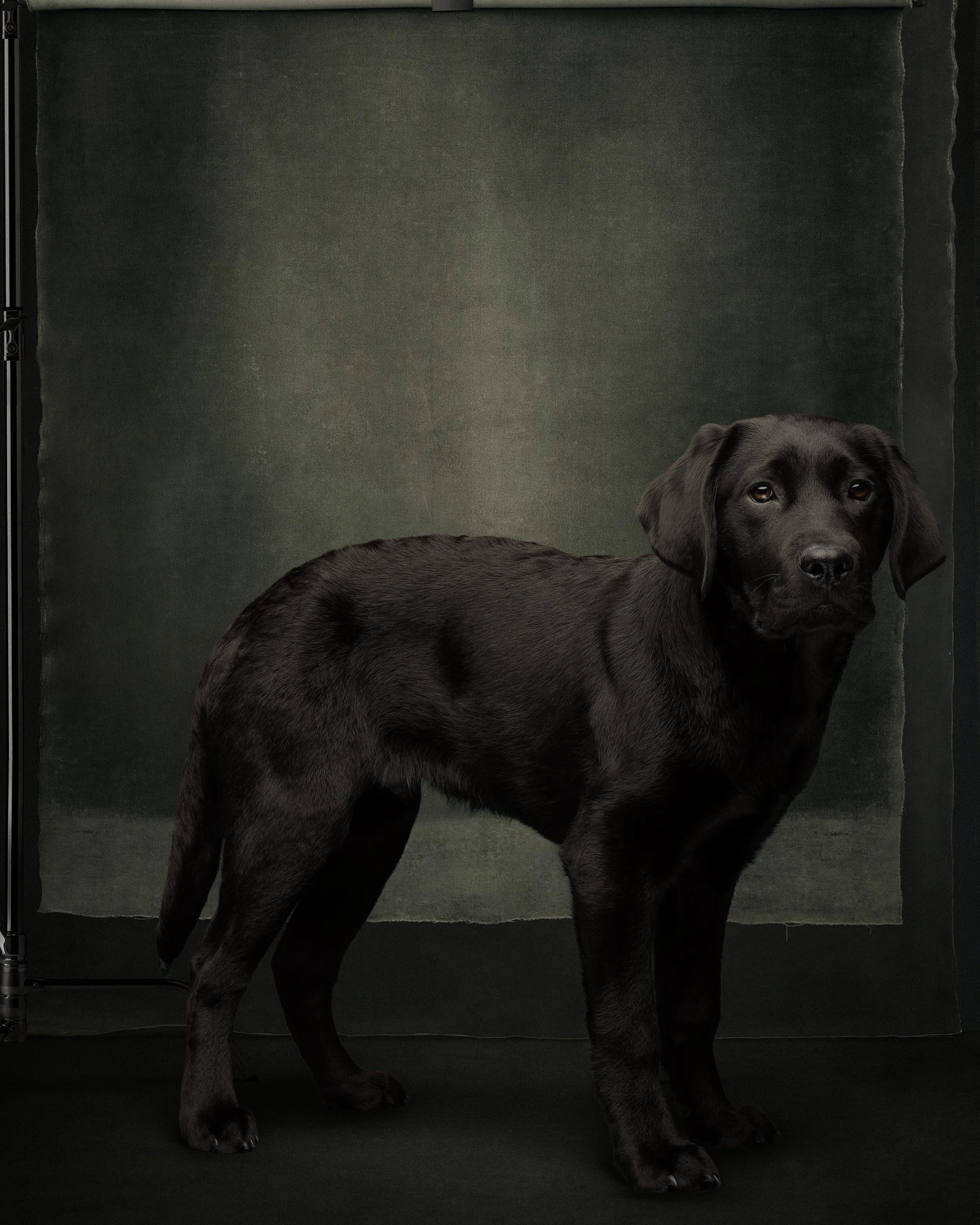 Inky Pet Photographer New Jersey  (7).jpg