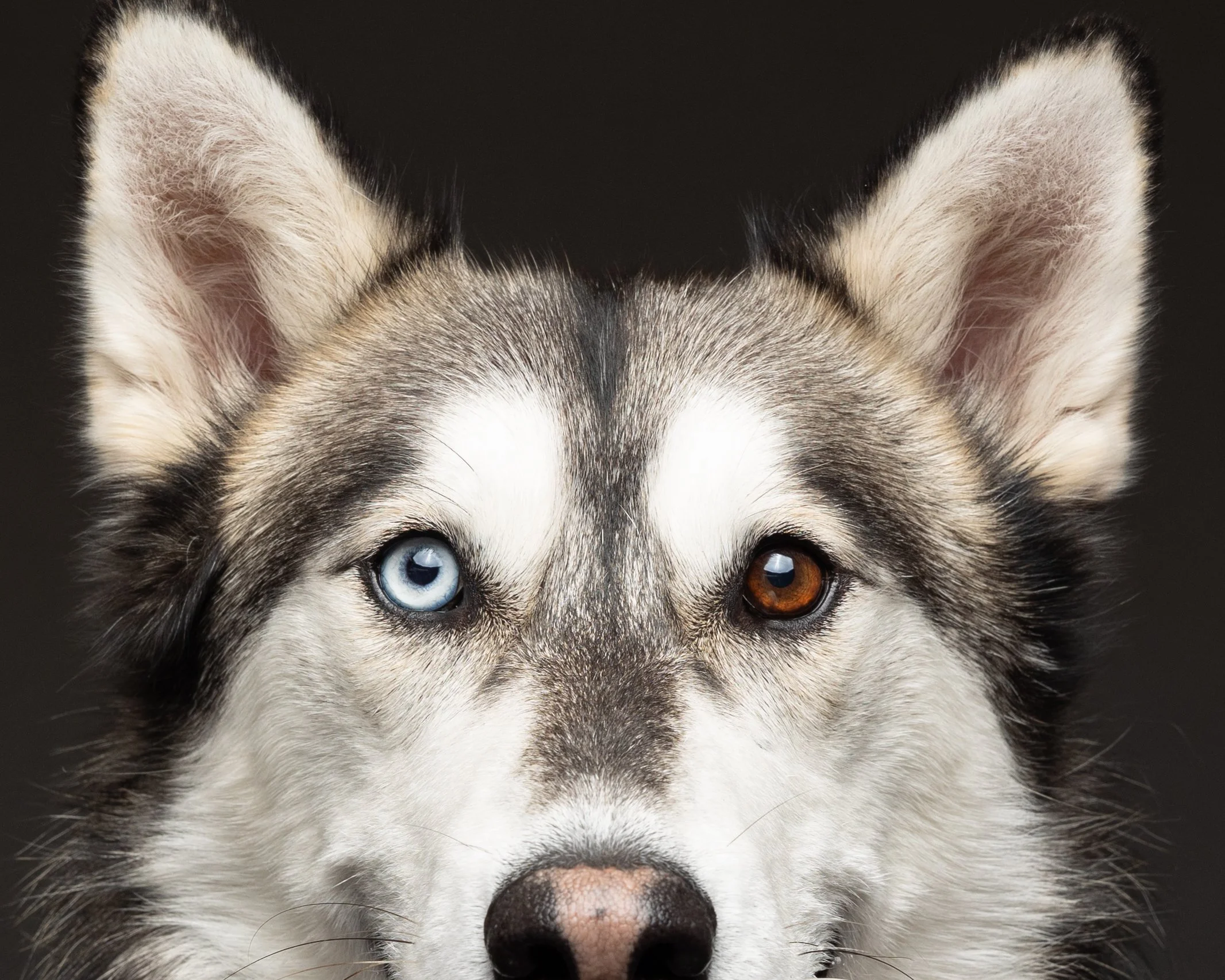 Photographing Your Dog Through Every Stage of Life: A Legacy From Puppyhood to the Senior Years