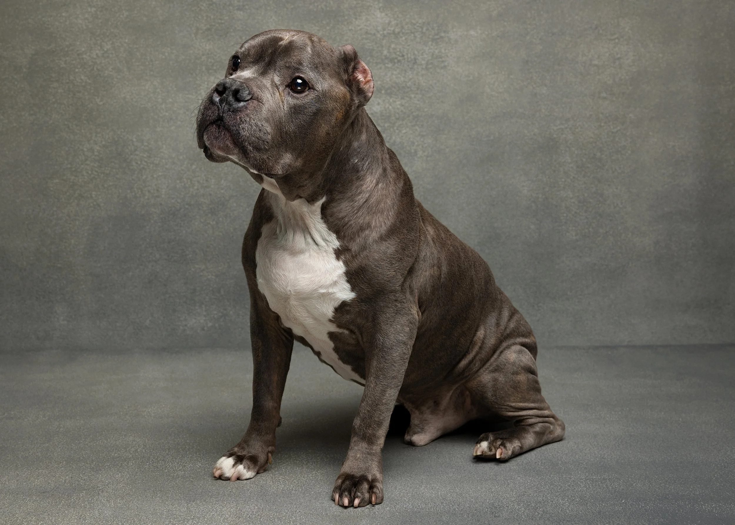 A gray and white pitbull dog sitting on a gray surface against a gray background, looking upward.