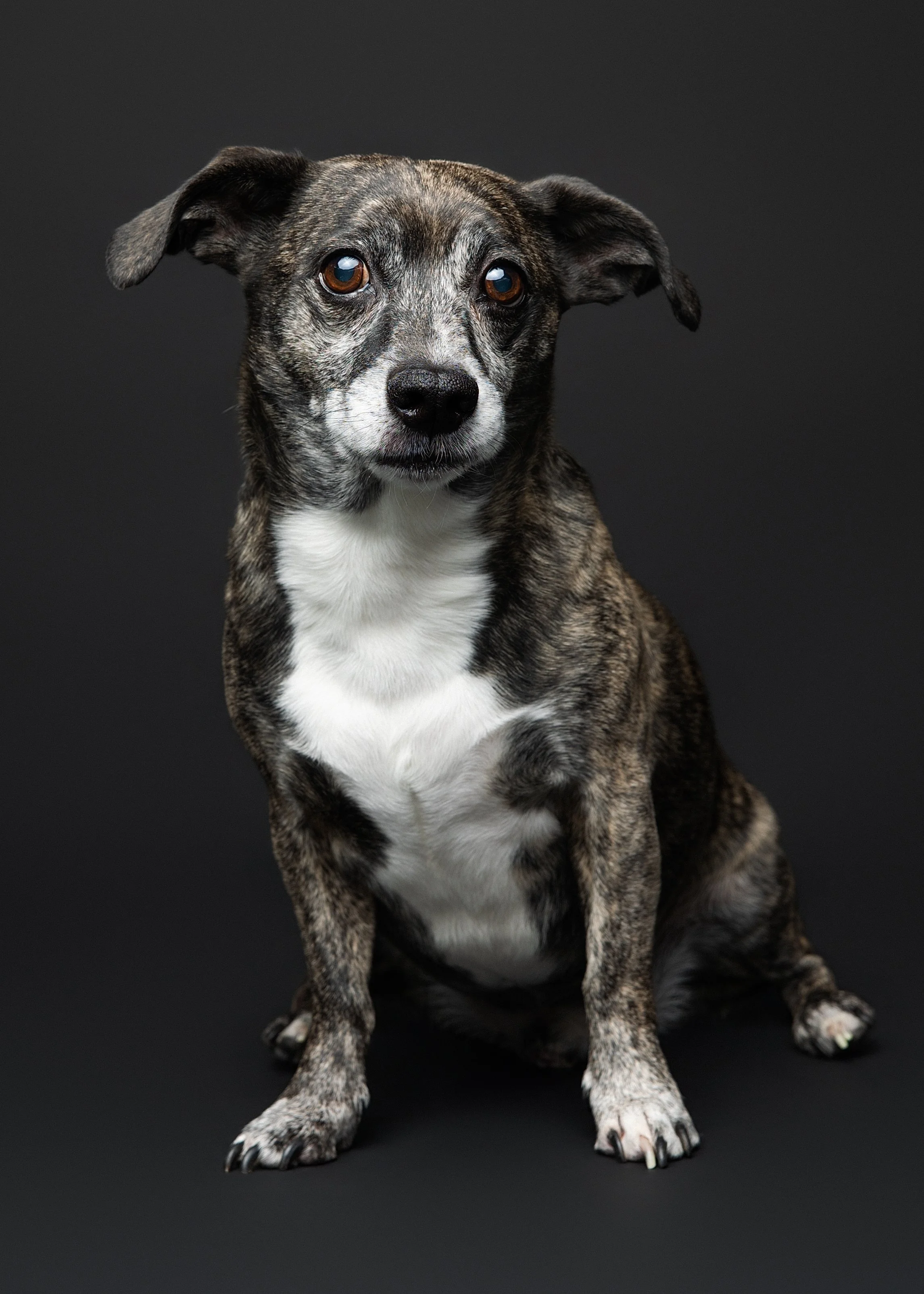 A small, brindle-colored dog with a white chest, sitting against a dark gray background, looking at the camera with a calm expression.