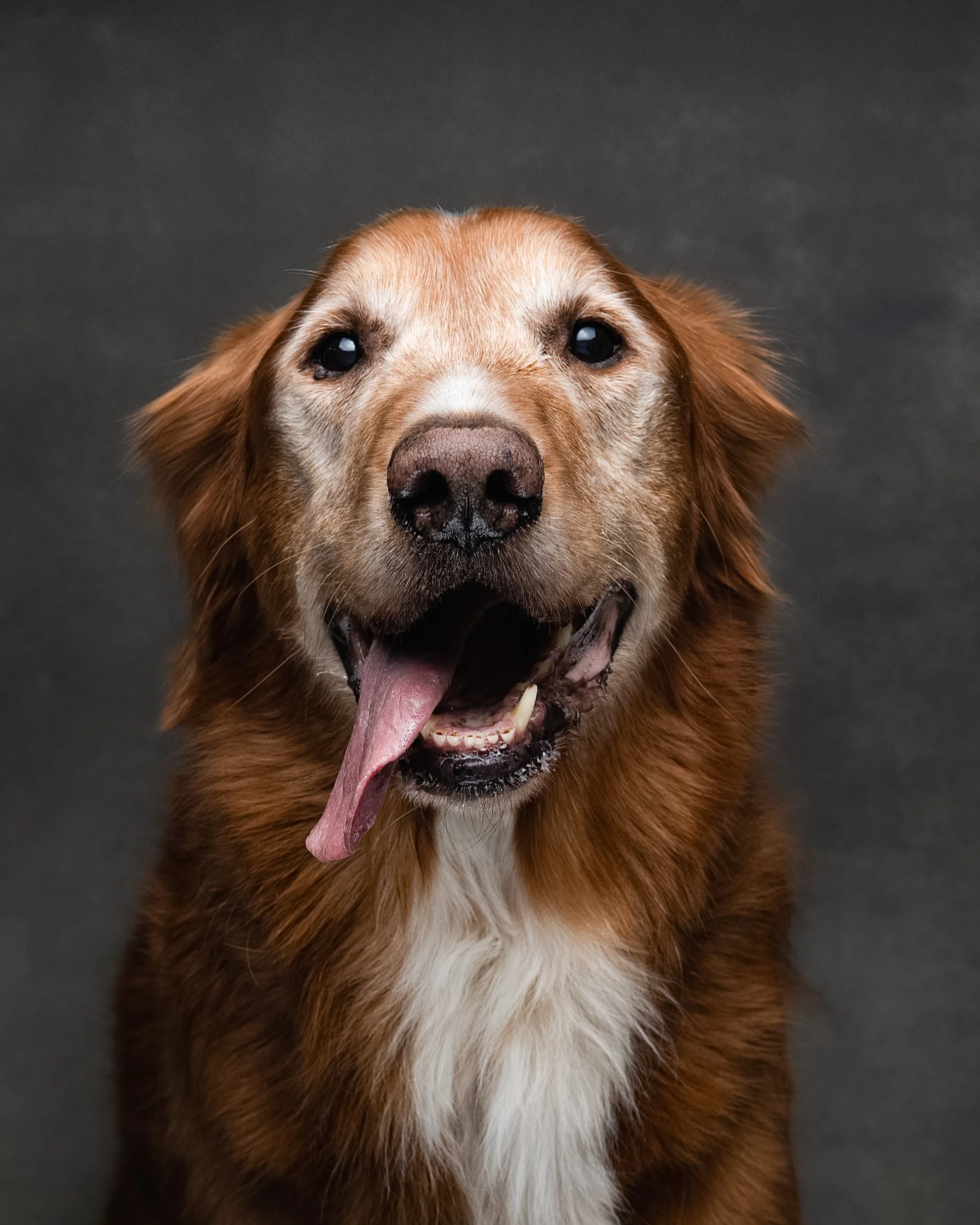 Shady & Deacon_Dog Portraits_May 2026-2.jpg