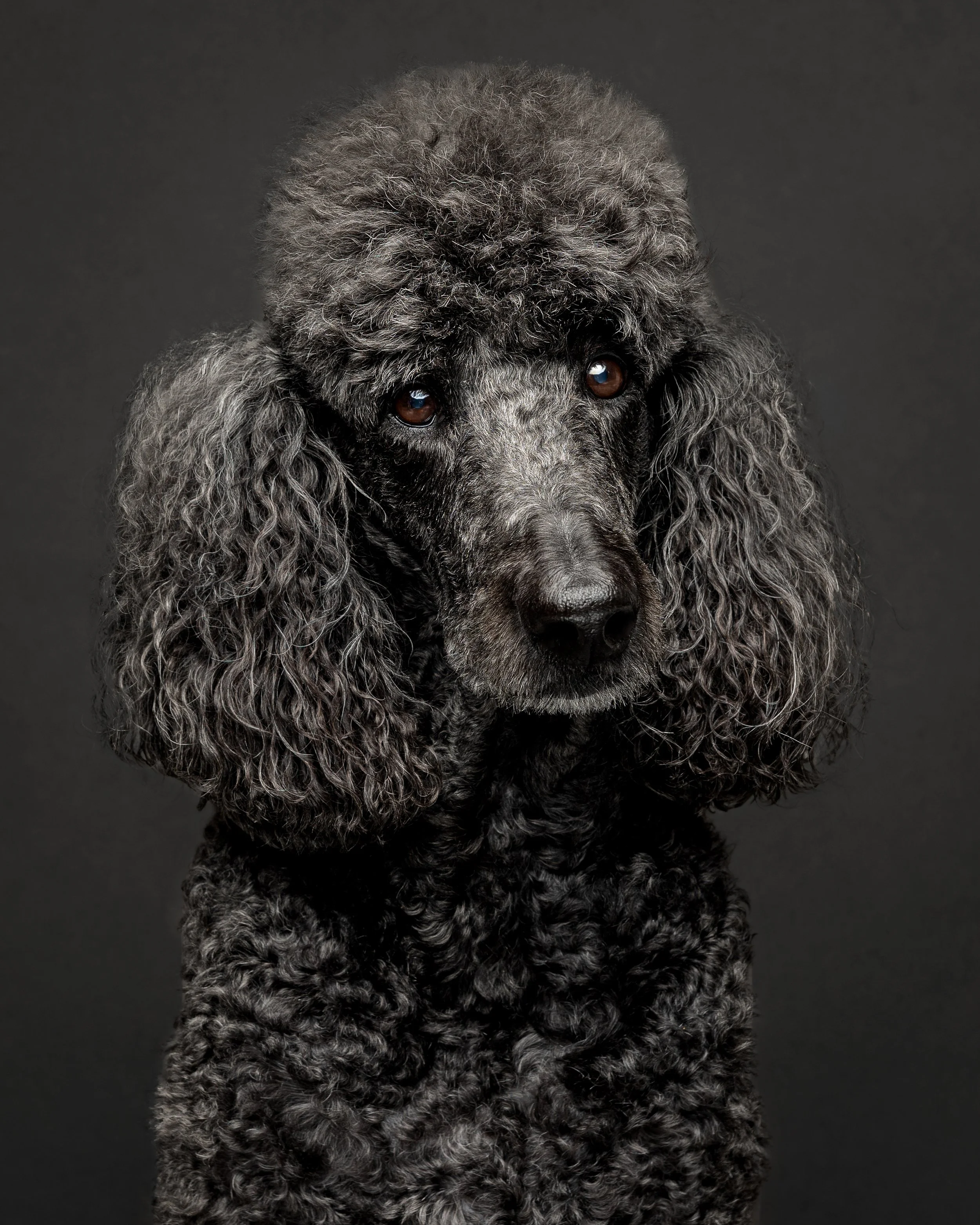 Diamond_Senior Dog Portrait_Aug 2026_1.jpg