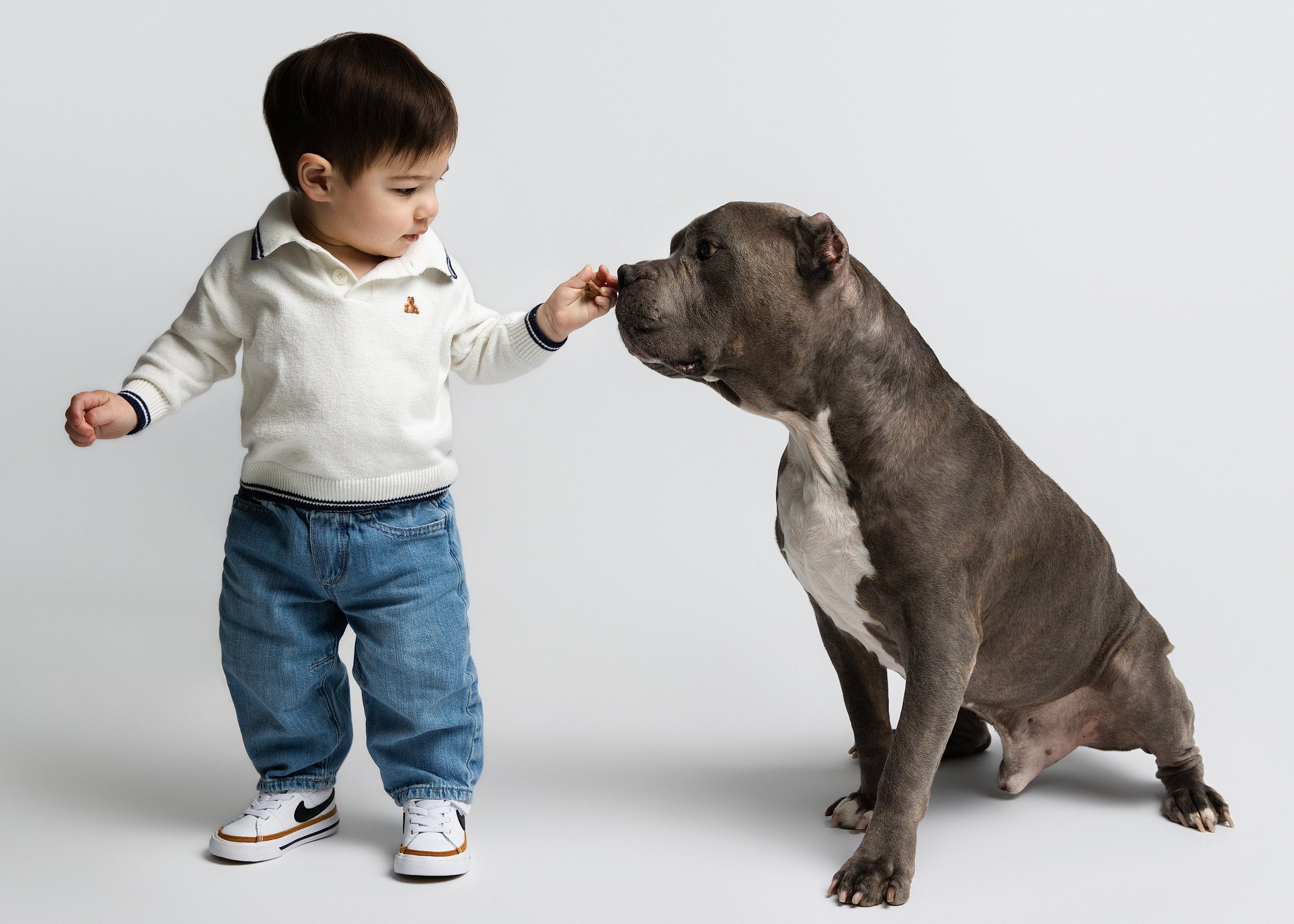 A young boy in a white sweater and jeans gives a treat to a large, seated gray dog with a white chest against a plain white background.