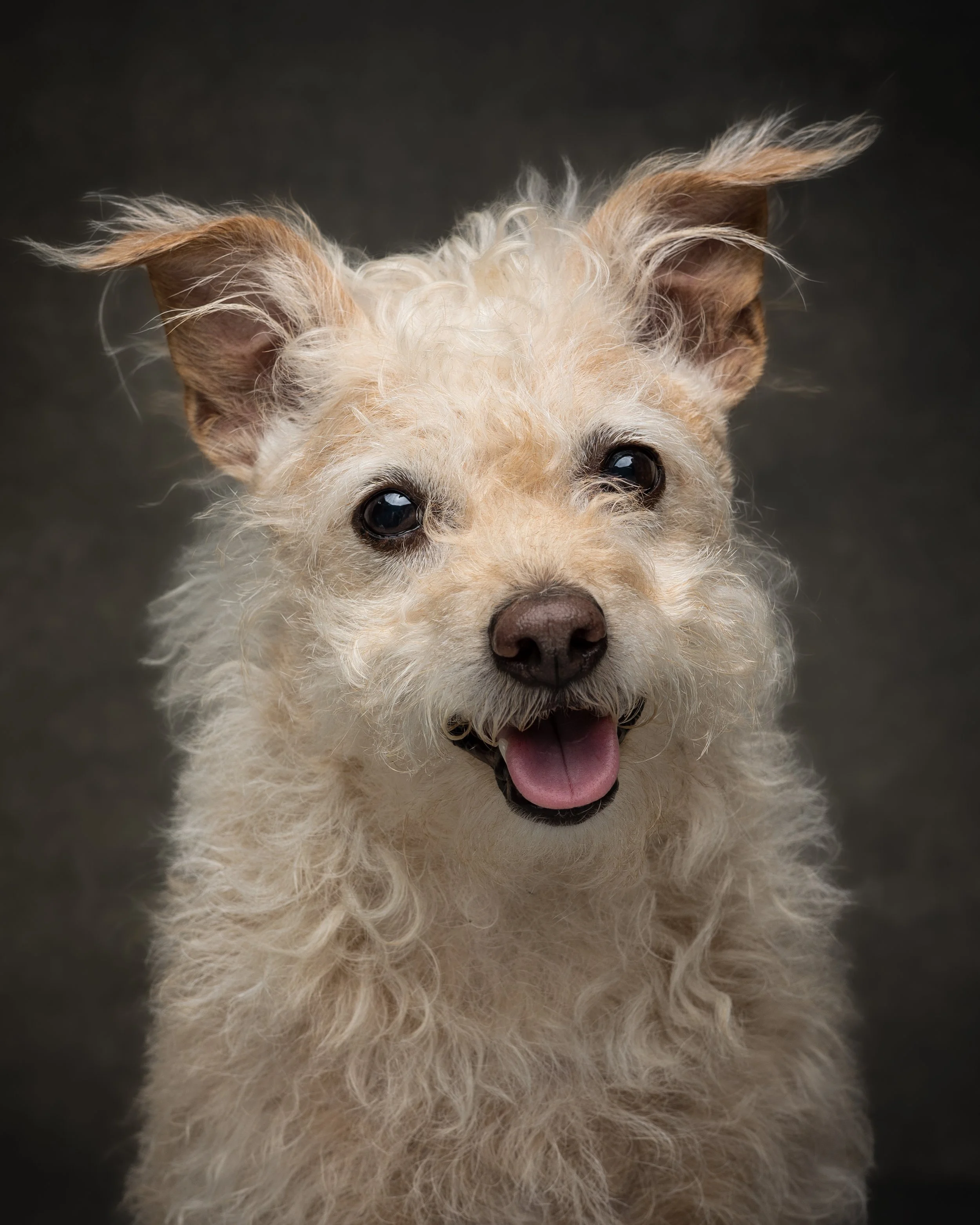 Larry_Senior Dog Portrait_Jun 2026.jpg