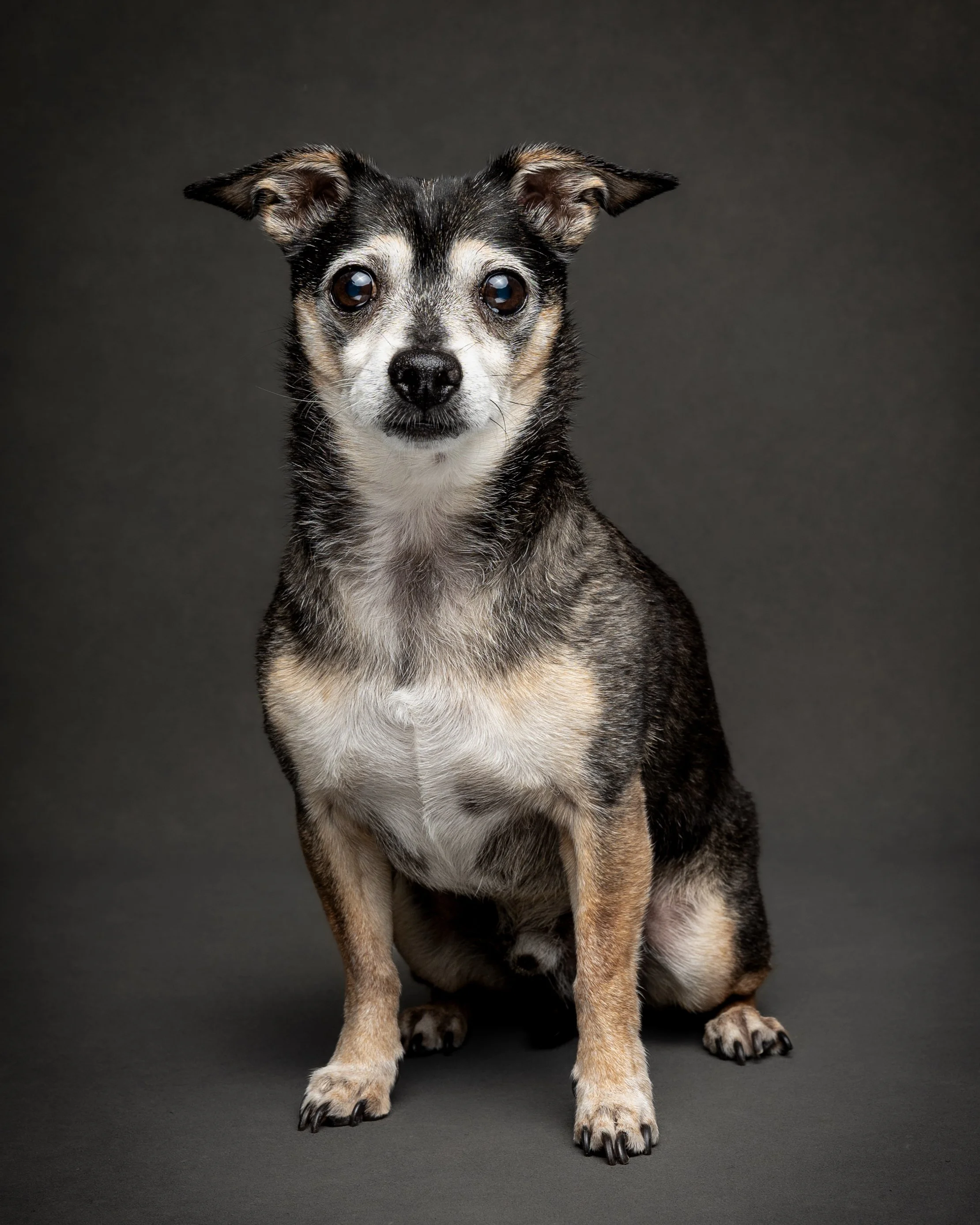 Max_Senior Dog Portrait_Aug 2026_-3.jpg