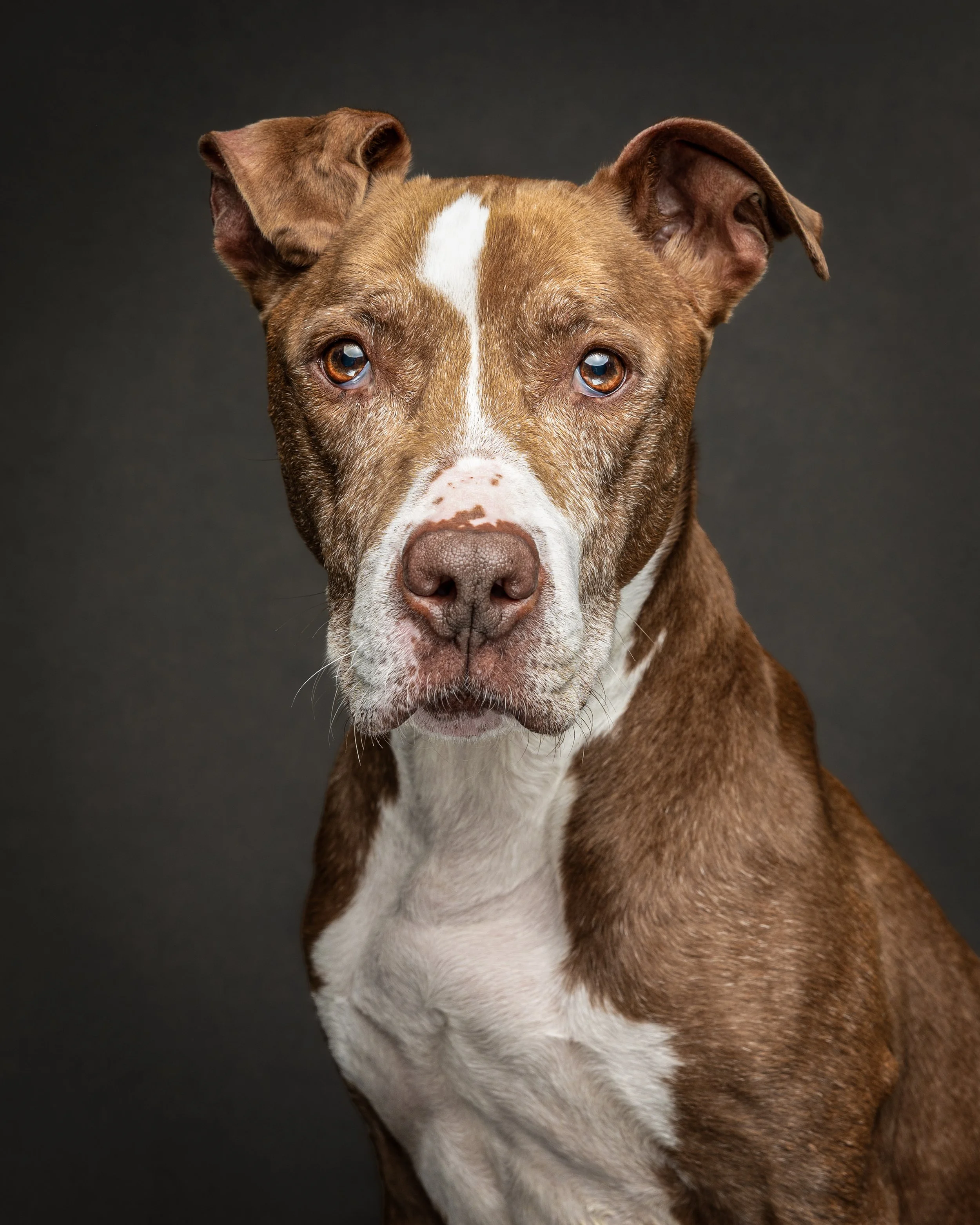 Sadie_Senior Dog Portrait_Aug 2026_-2.jpg