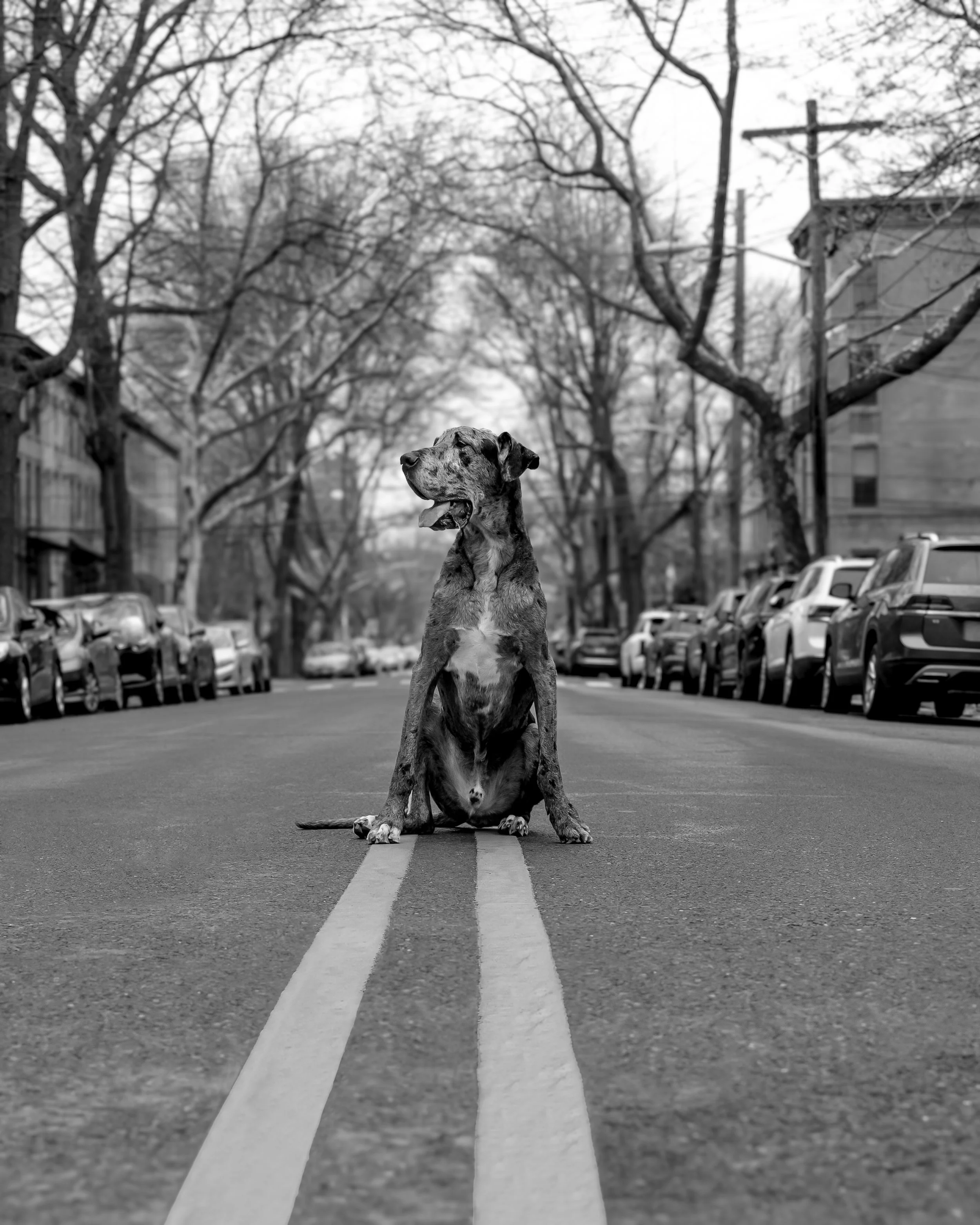 A dog sitting on a double yellow line in the middle of a street lined with parked cars, with trees overhead and buildings on either side, cityscape, in black and white.