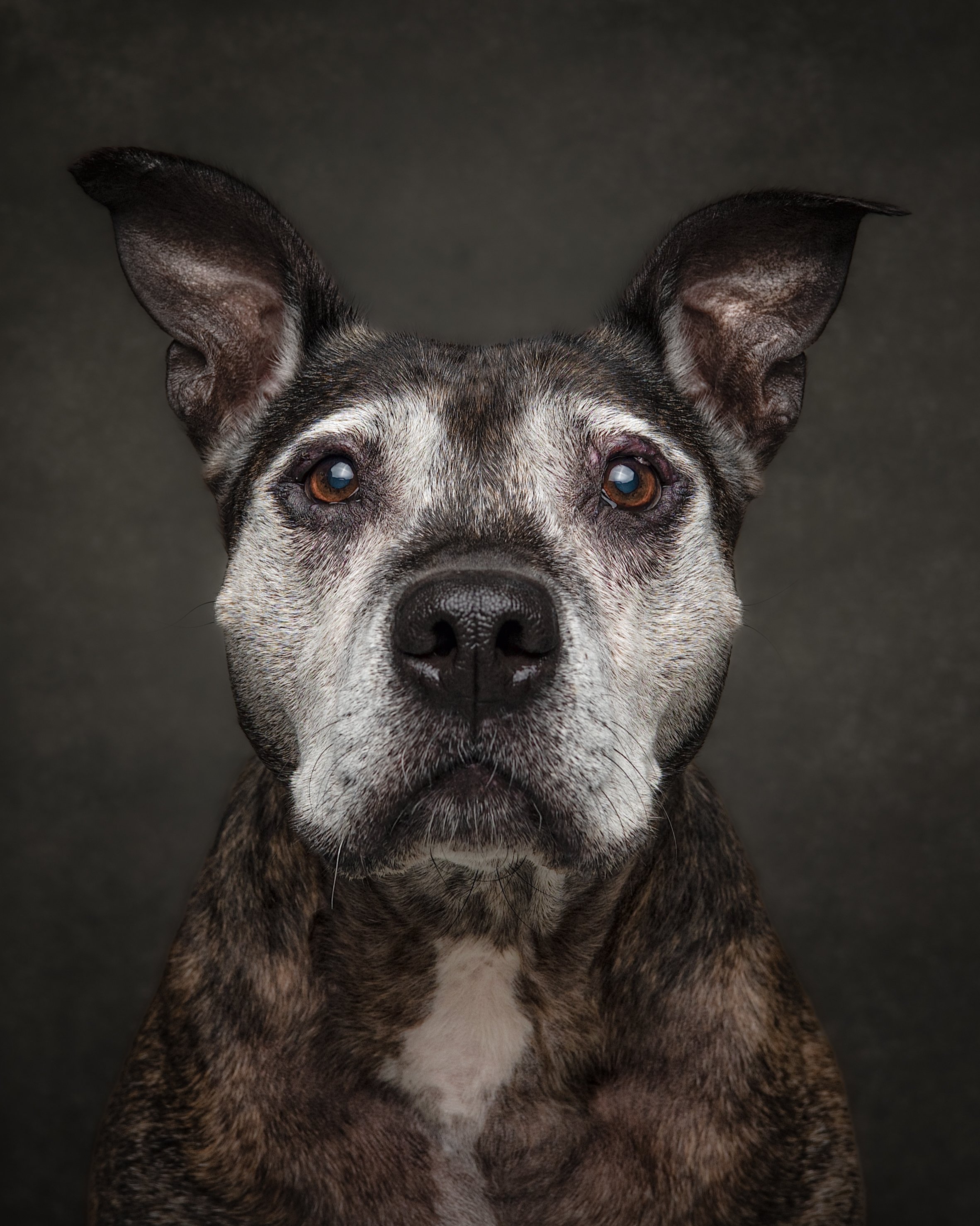 Puzzle_Dog Portraits_Jun 2026_-3.jpg