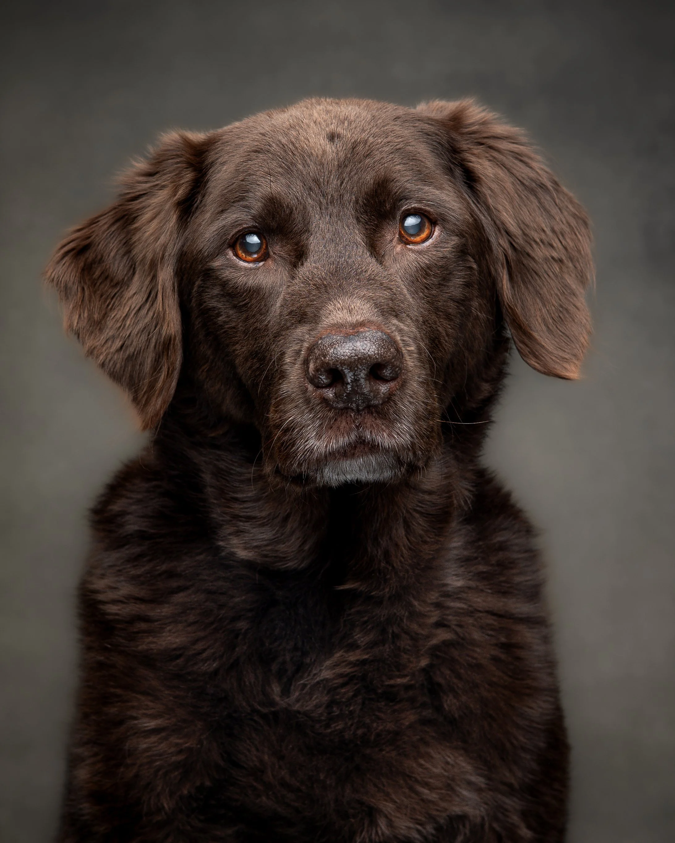 Trevor_Pet Portraits_Jun 2026 (4 of 5).jpg