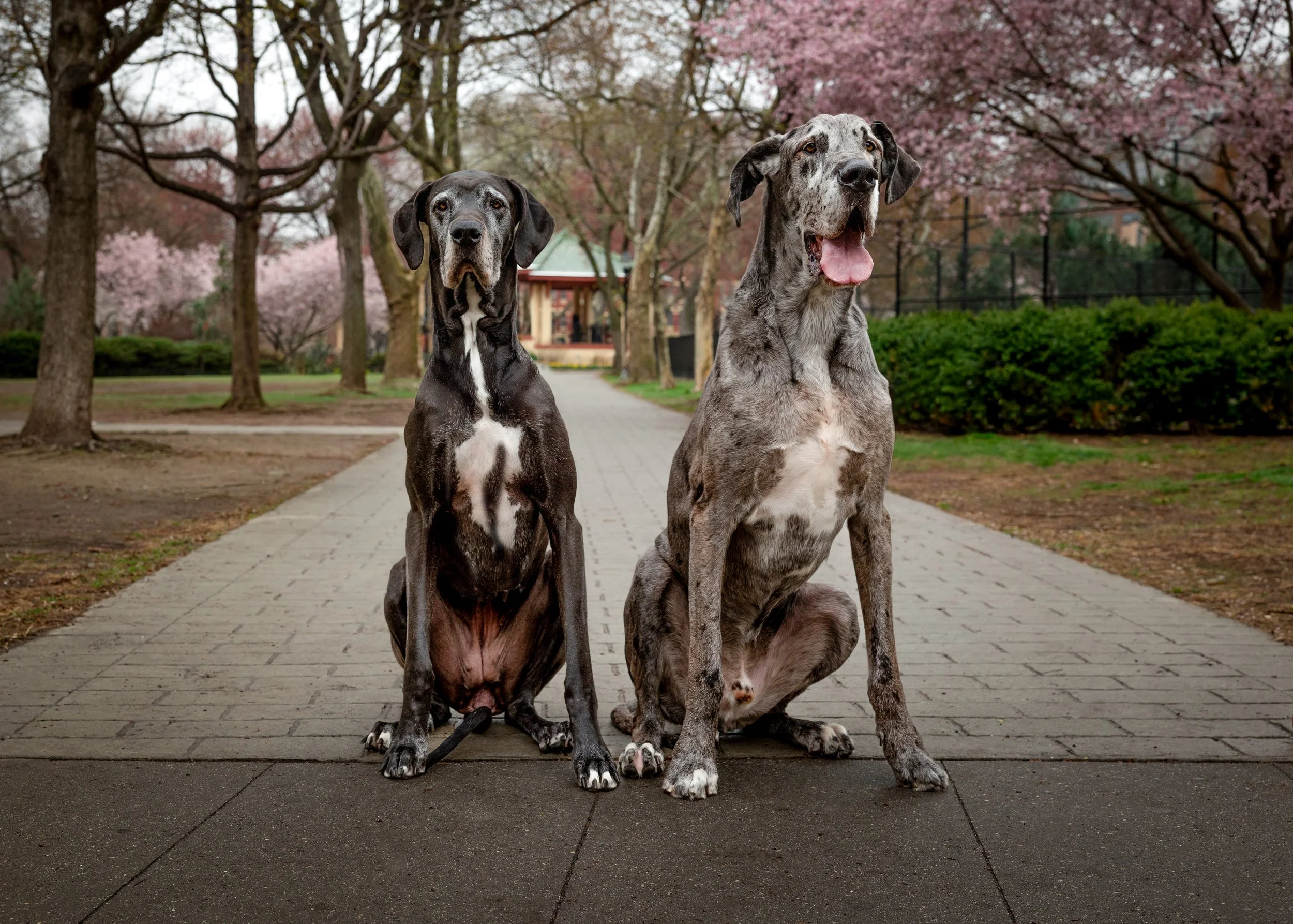 Two Great Danes sitting on a brick pathway in a park with trees and pink cherry blossoms in the background.